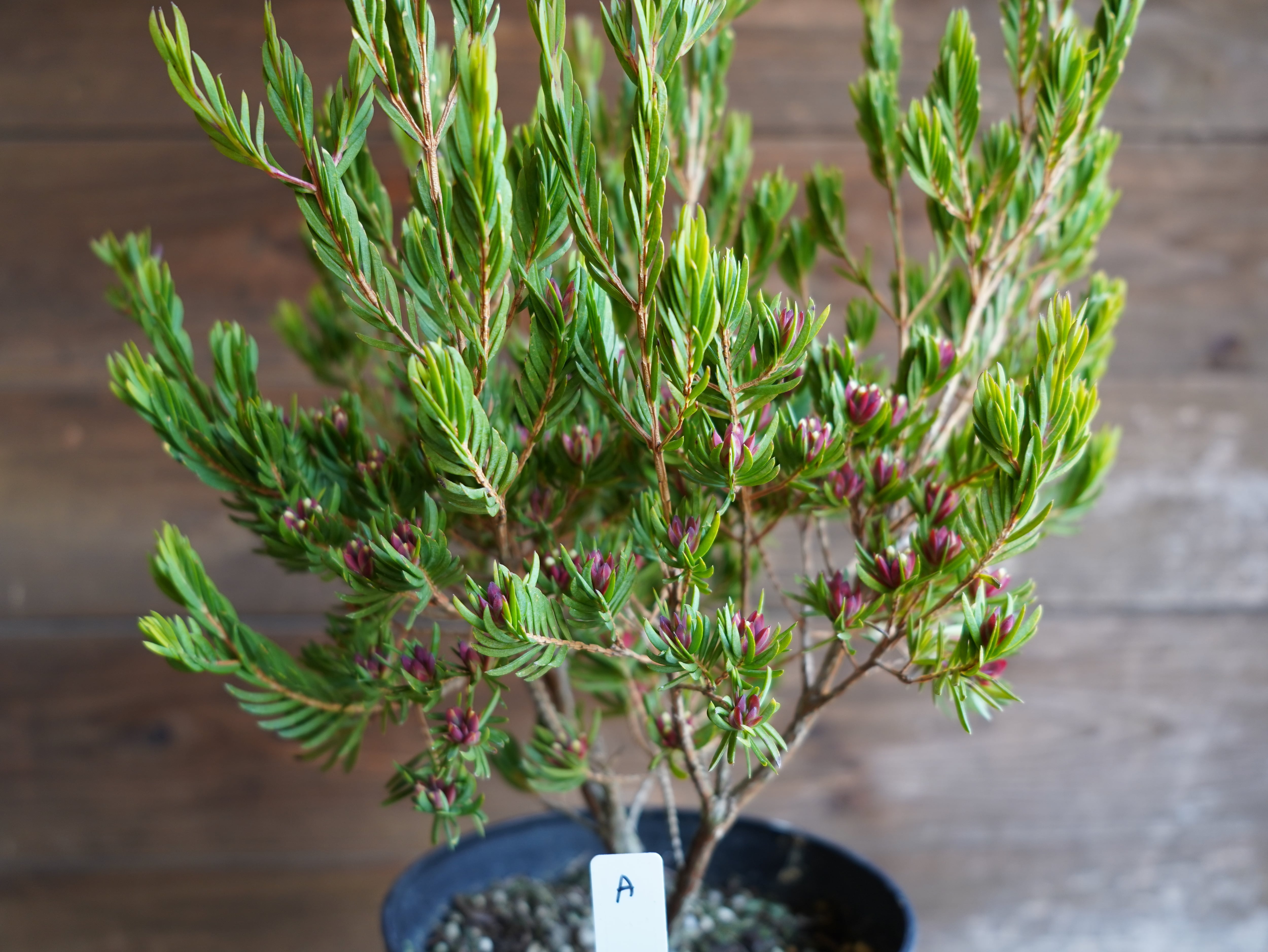 【現物】ダーウィニア　”プロセラ”　A