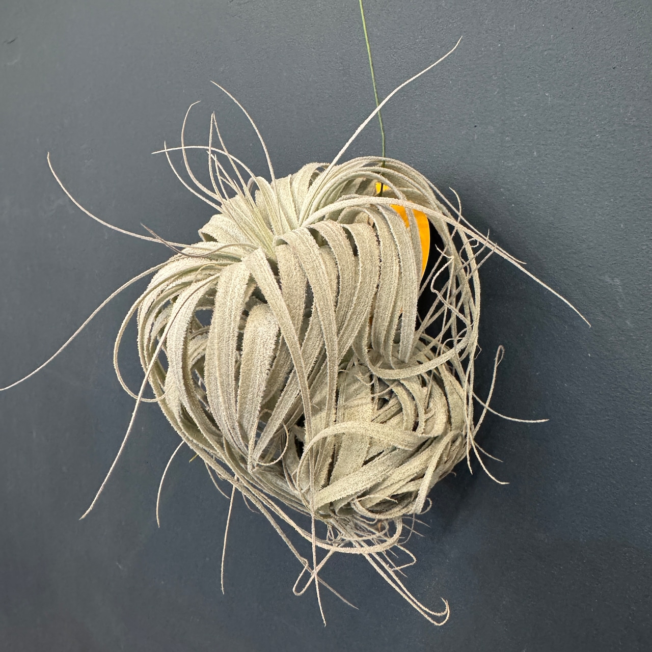 チランジア チャペウエンシス チュリフォルミス【394】