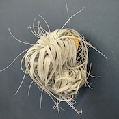 チランジア チャペウエンシス チュリフォルミス【394】