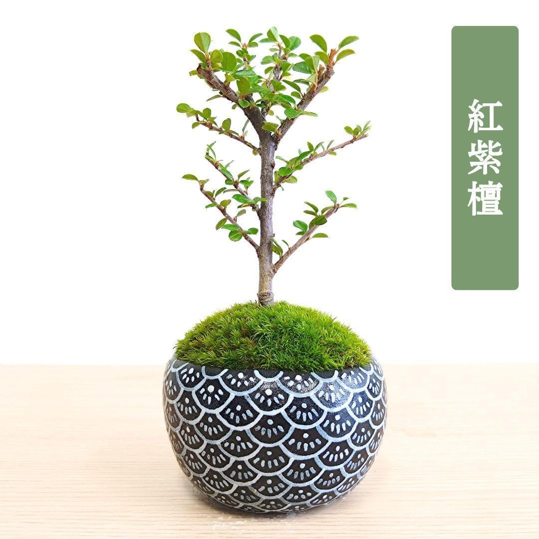 POTOCO 唐楓 楓 カエデ 観葉植物 陶器鉢 盆栽 小品盆栽 苔玉 苔 | POTOCO