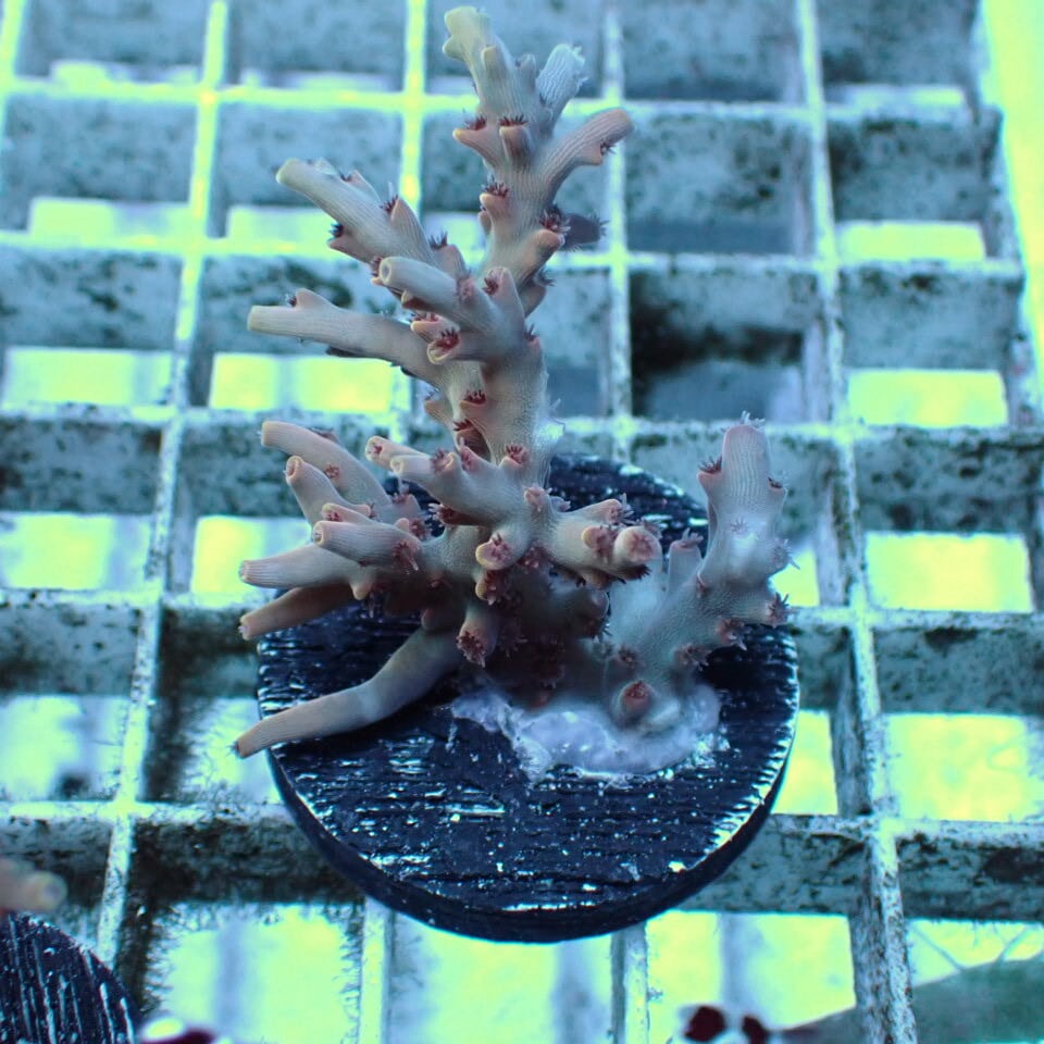 フジノスパイラル 1L 【元祖スパイラルろ材】正規品 | HOUSE REEF
