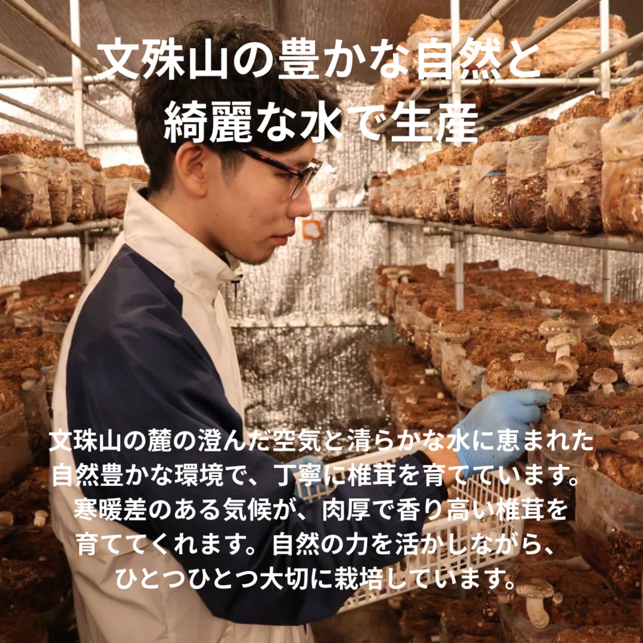 文殊山干しいたけ どんこ（70g）