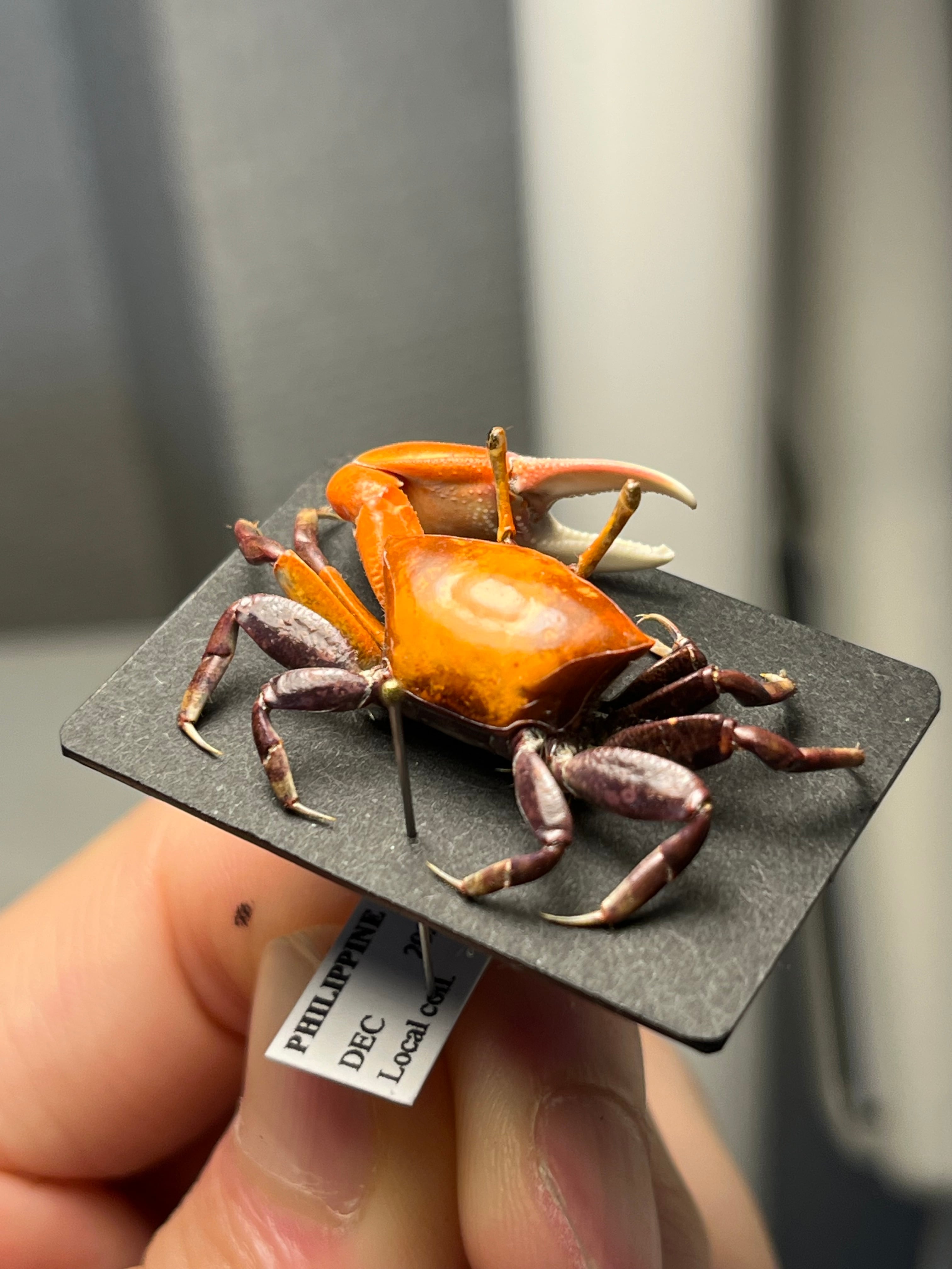 色残抜群】ベニシオマネキ かに カニ 蟹 ガニ シャコ エビ ロブスター