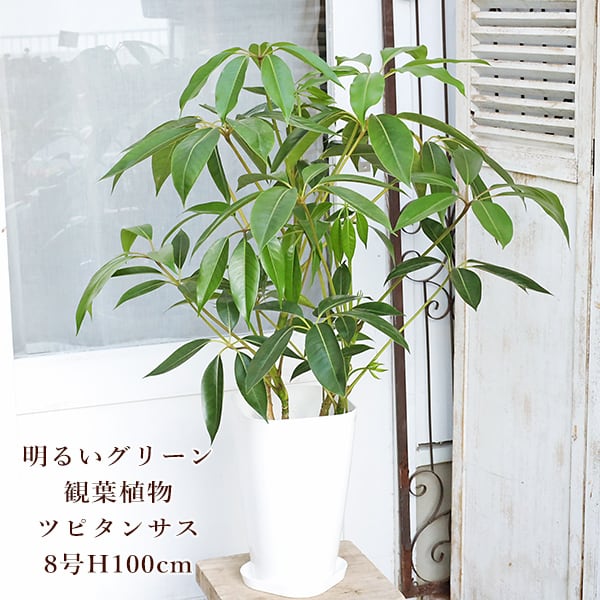 Sansevieria 'Tower Variegated' サンスベリア・タワー 斑入り | Pay ID