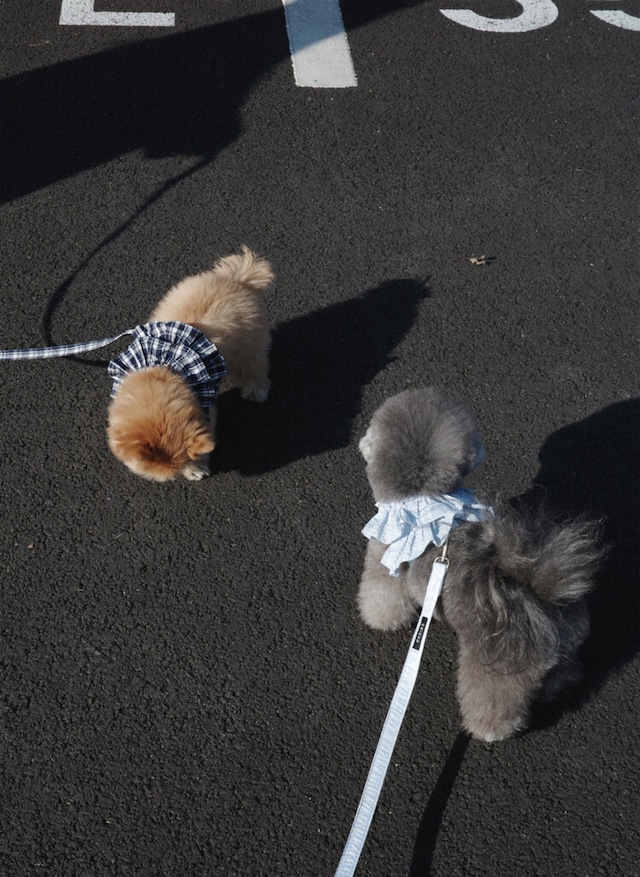 〈予約アイテム〉OHDIBS /capeness no. 17 leash Babyblue check