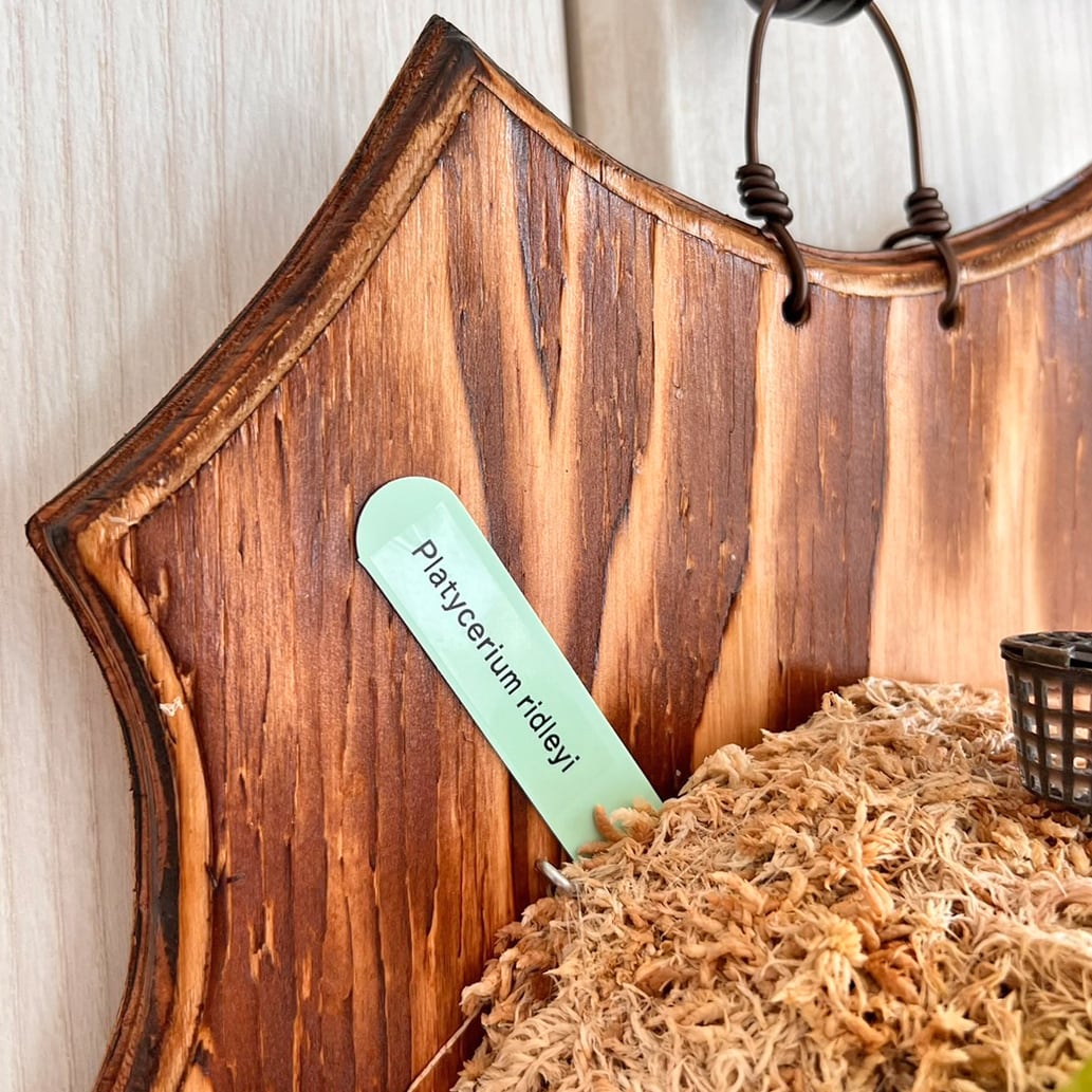 ビカクシダ リドレイ 板付 【観葉植物 室内 コウモリラン】 | bikakuya