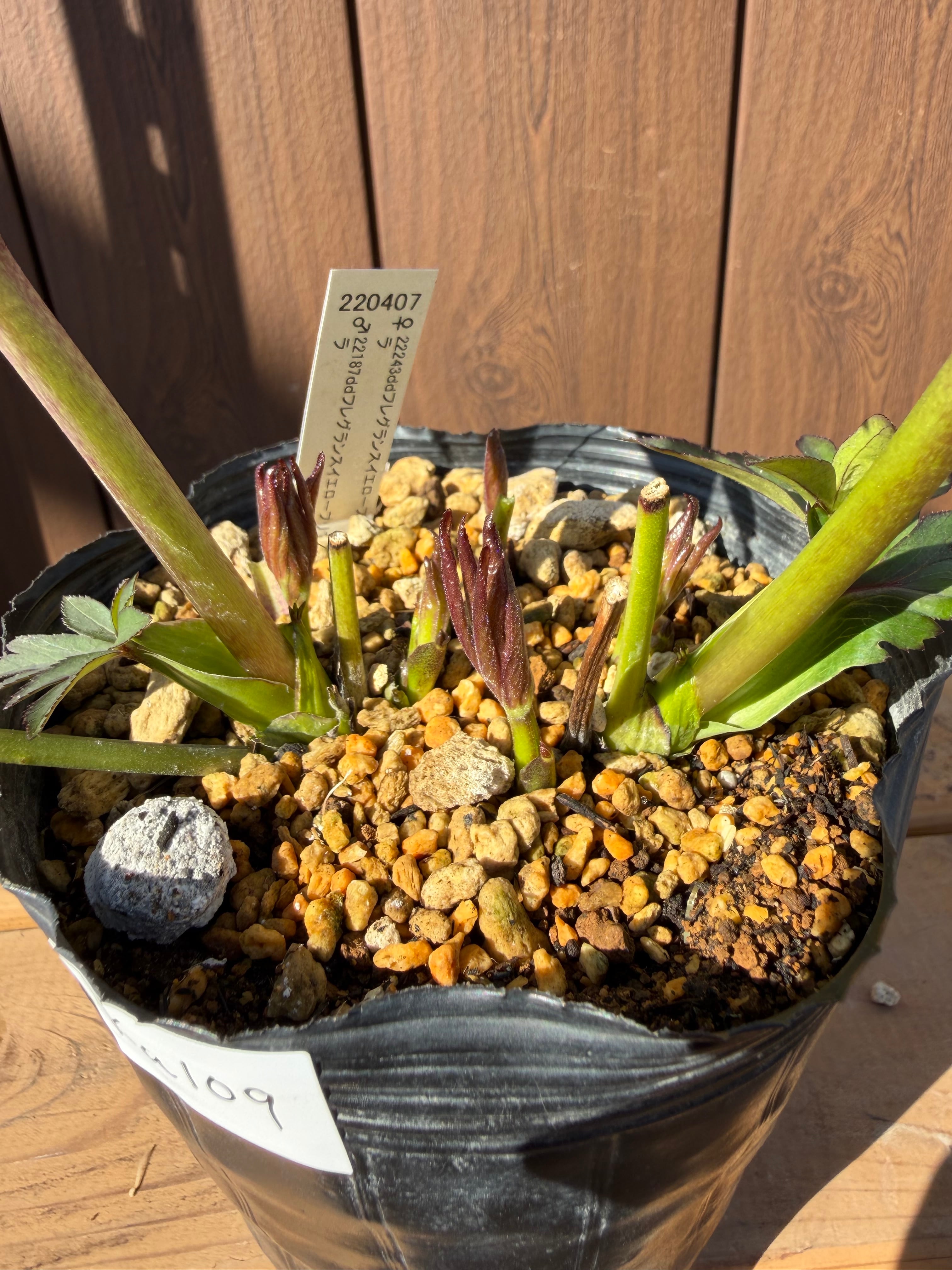 イエロープリマ系微フレグランス 加藤農園 クリスマスローズ【Ka109