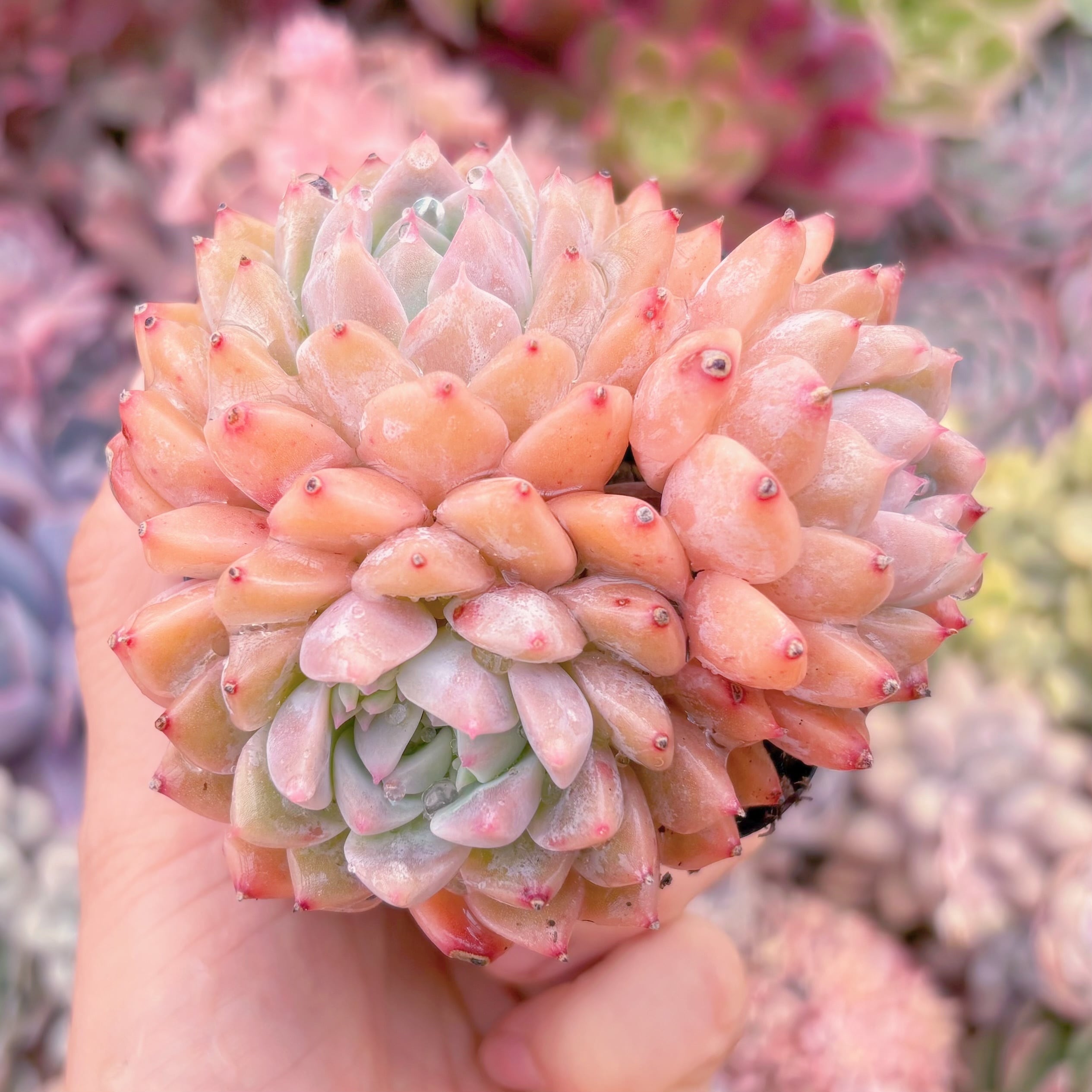 現品　プロリフェラxラウル#686　るる農園