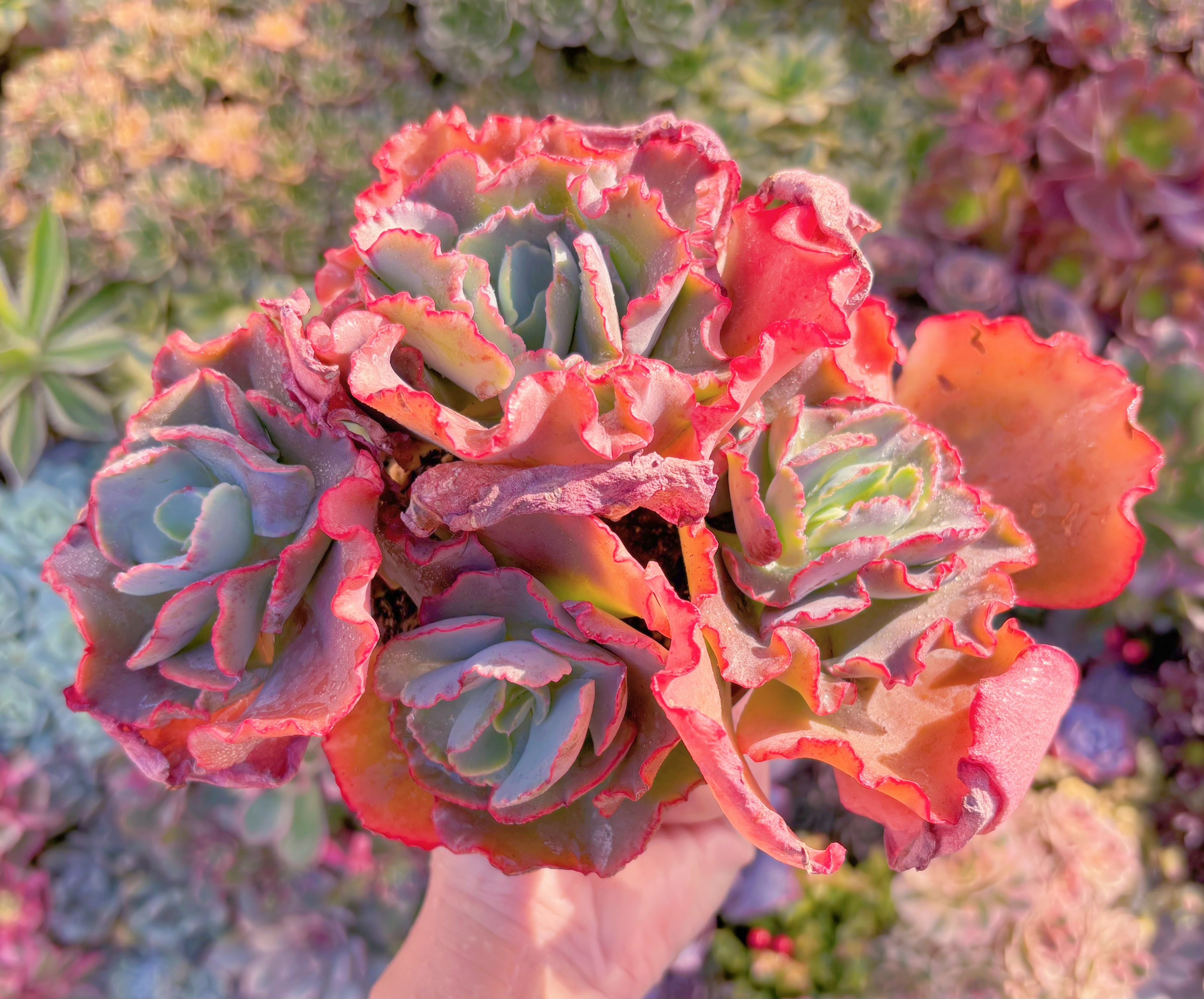 現品　女王の花笠#F231　大群生　新入荷　るる農園