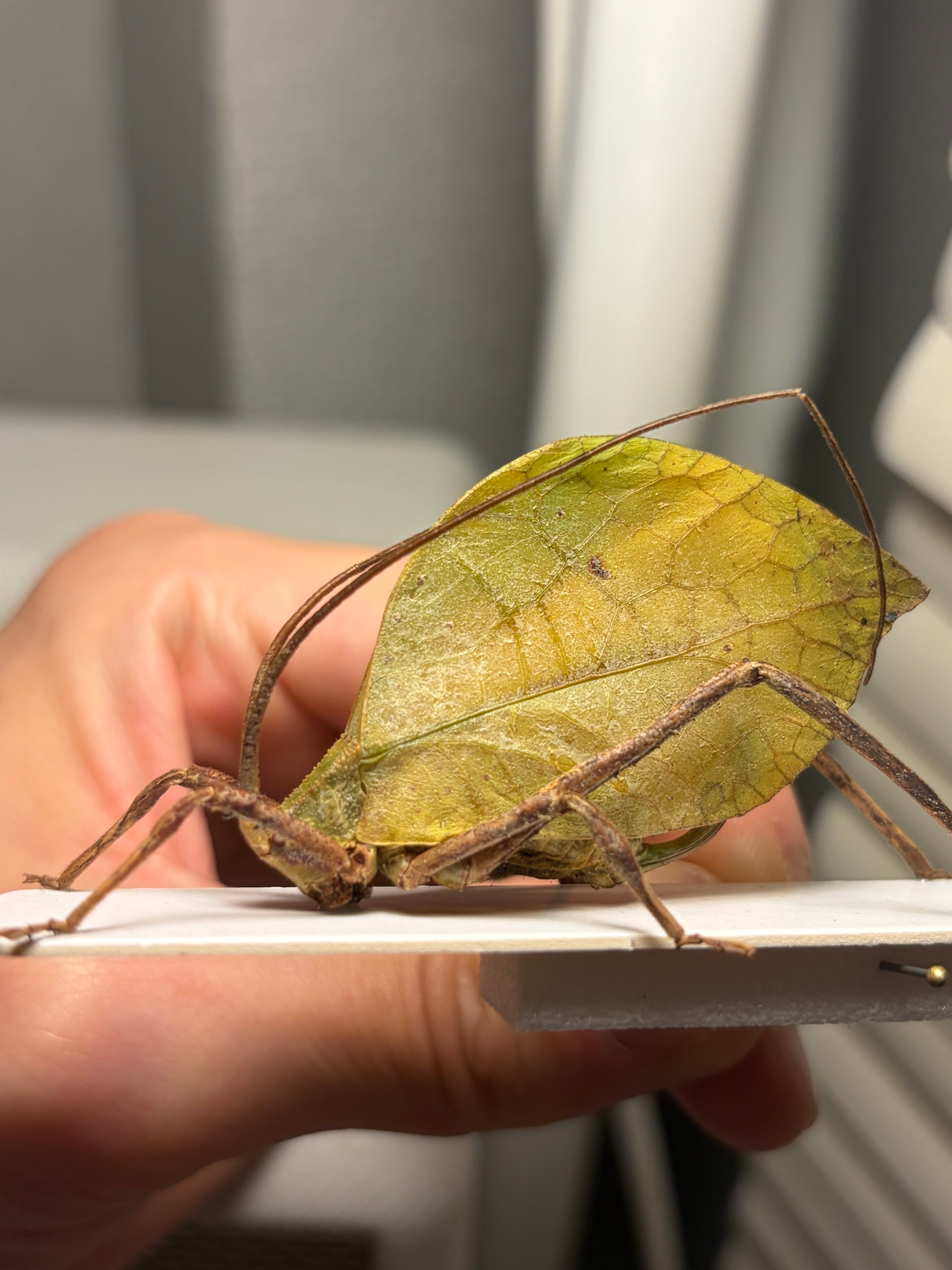 50mm程】葉脈のような透け感が美しい巨大なコノハバッタ 標本直翅類