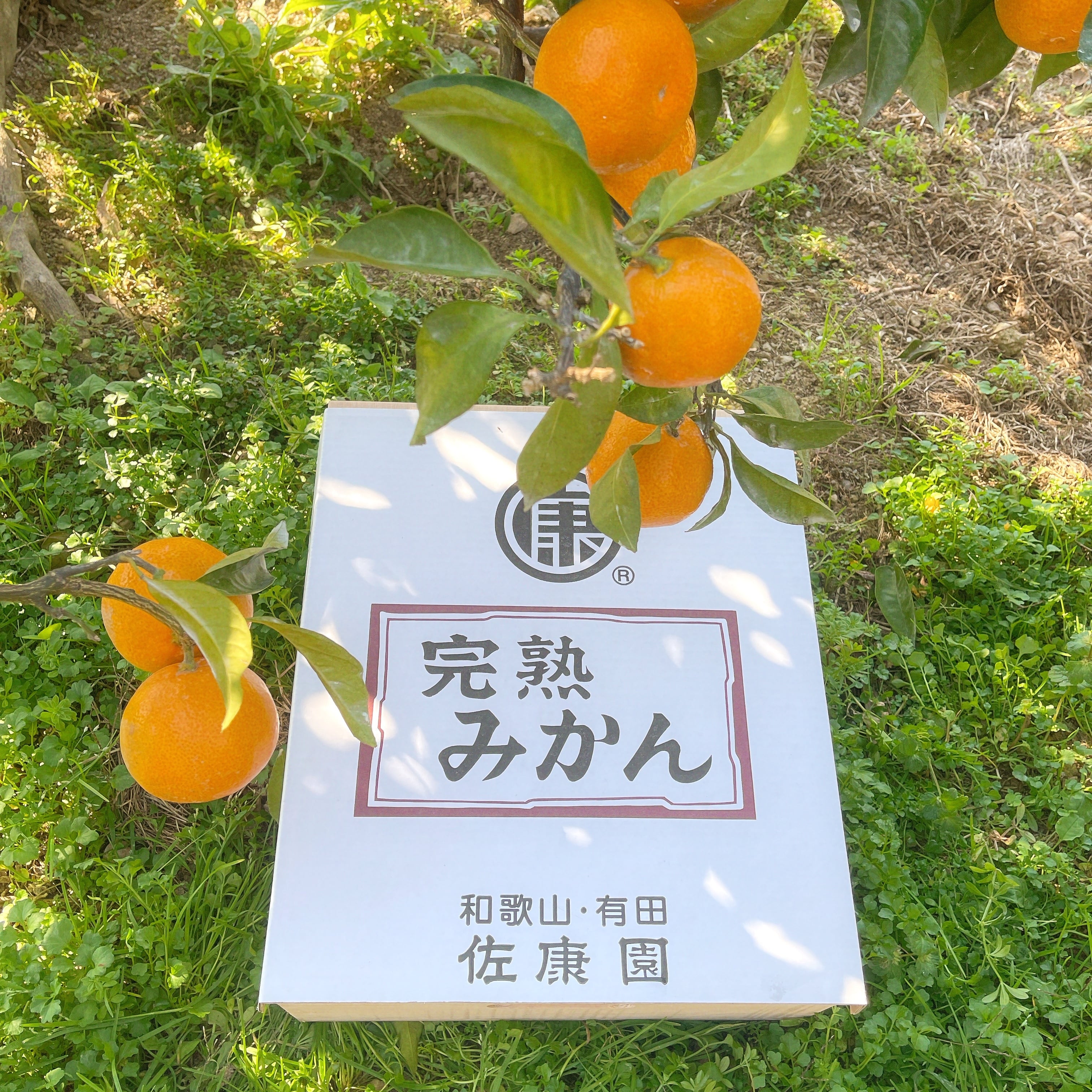贈答用・木箱】天田みかん(Mサイズ) 5kg | 紀州・和歌山の絶品 贈答用・木箱】天田みかん(Mサイズ) 5kg | 紀州・和歌山の絶品
