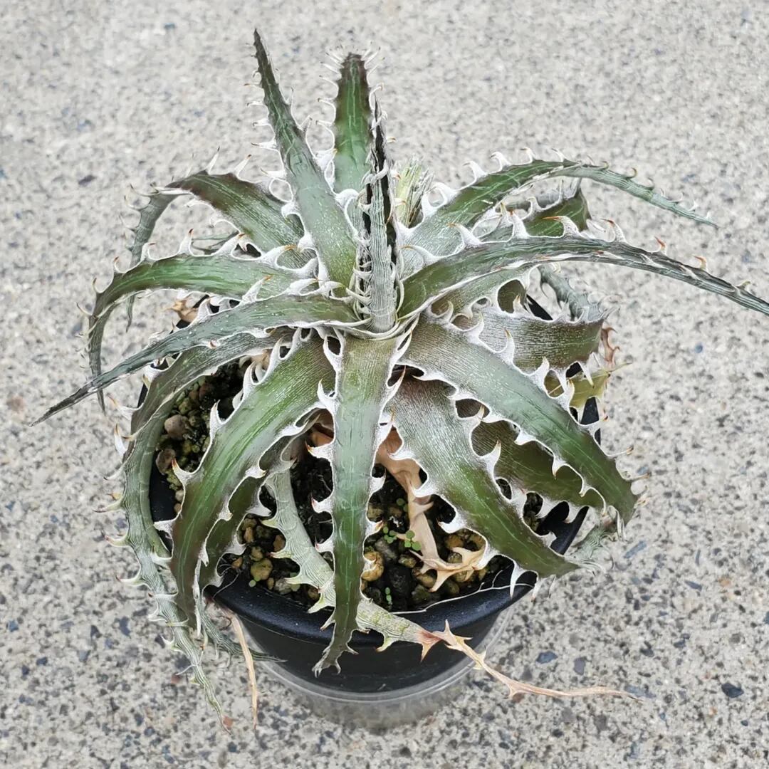 F00289_Dyckia 'Dragon Bone'：ディッキア・ドラゴンボーン | レア