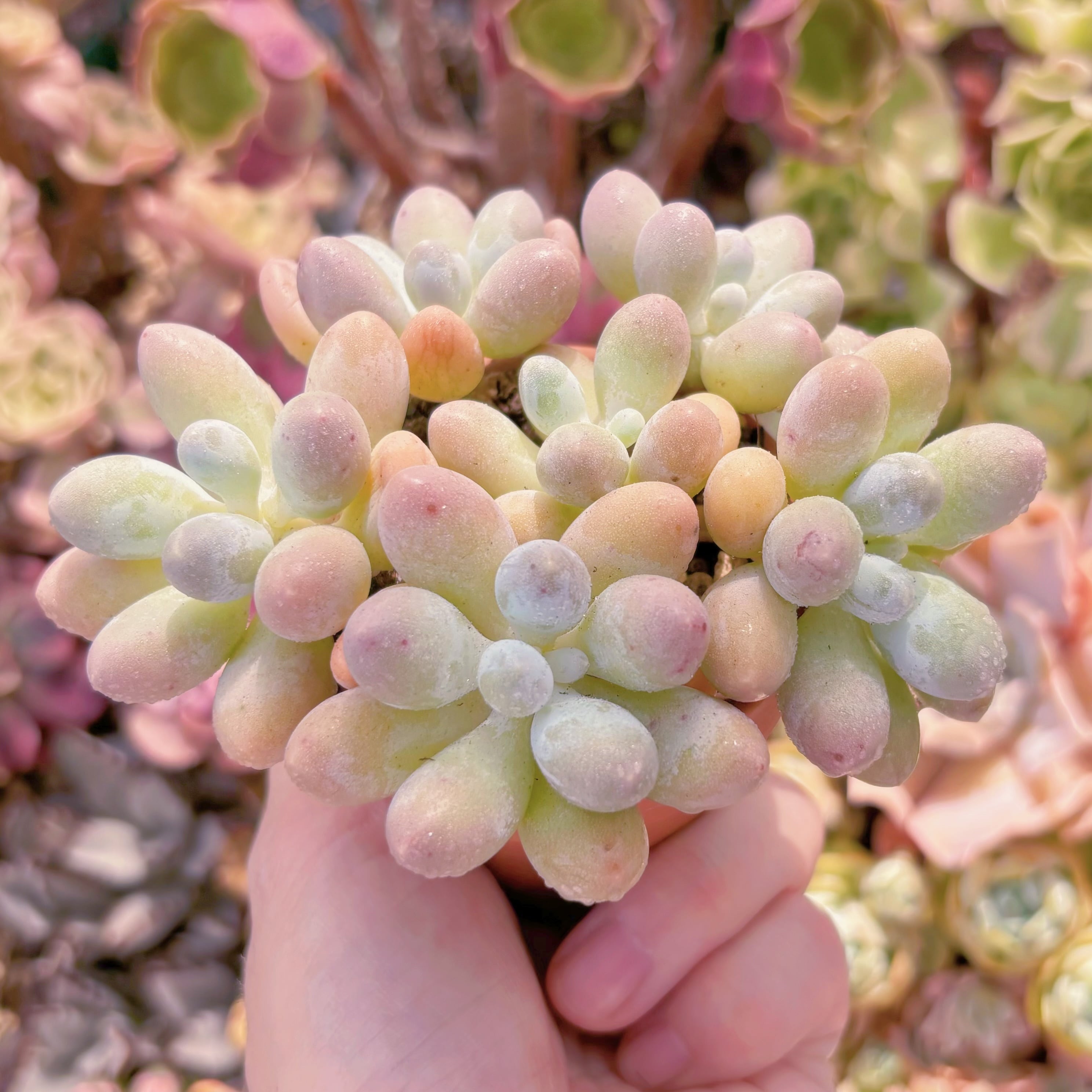 多肉植物 湯園チーズ(6頭) 新入荷 るる農園 | るる農園~多肉植物専門