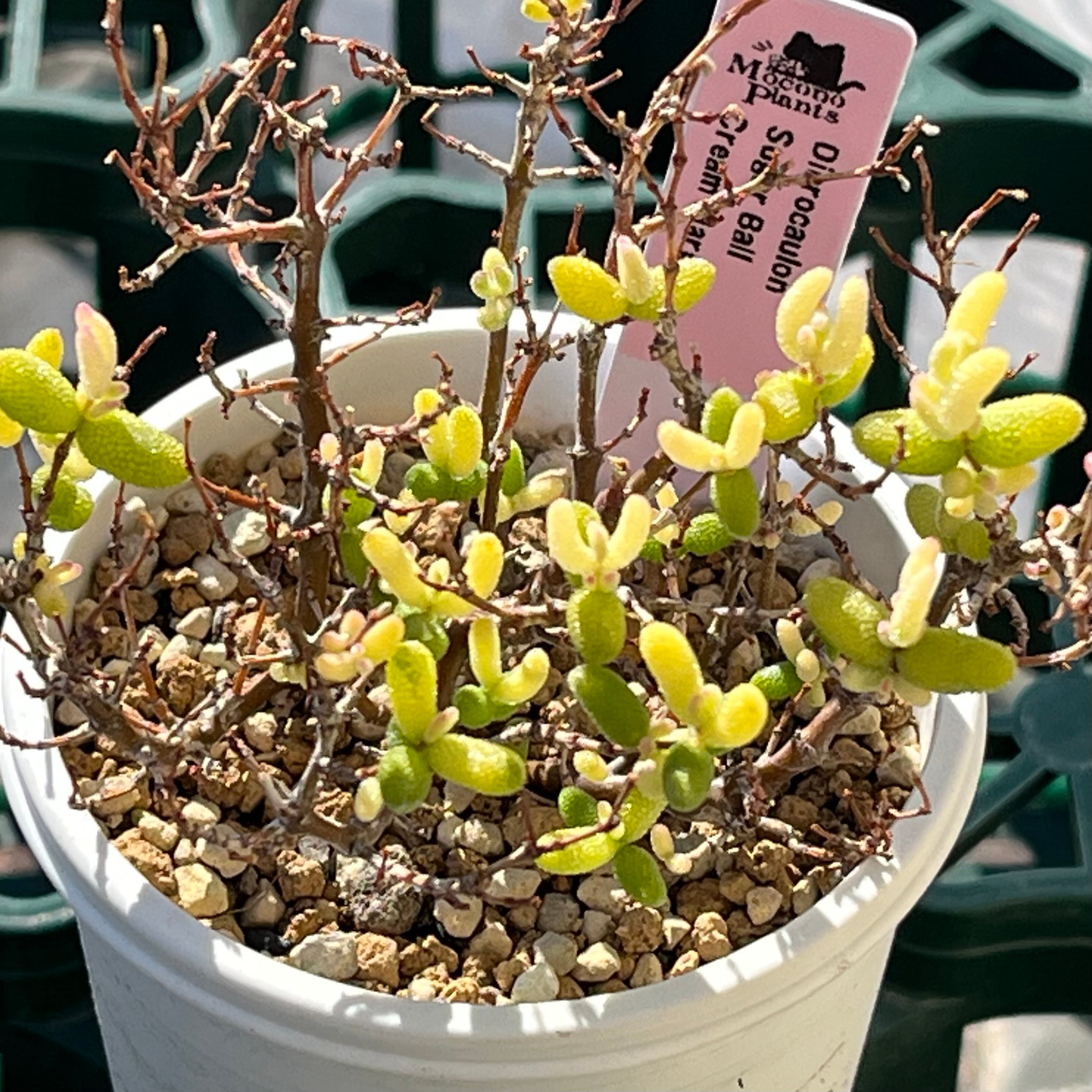 ハオルチア 酒呑童子錦 | mocono_plants