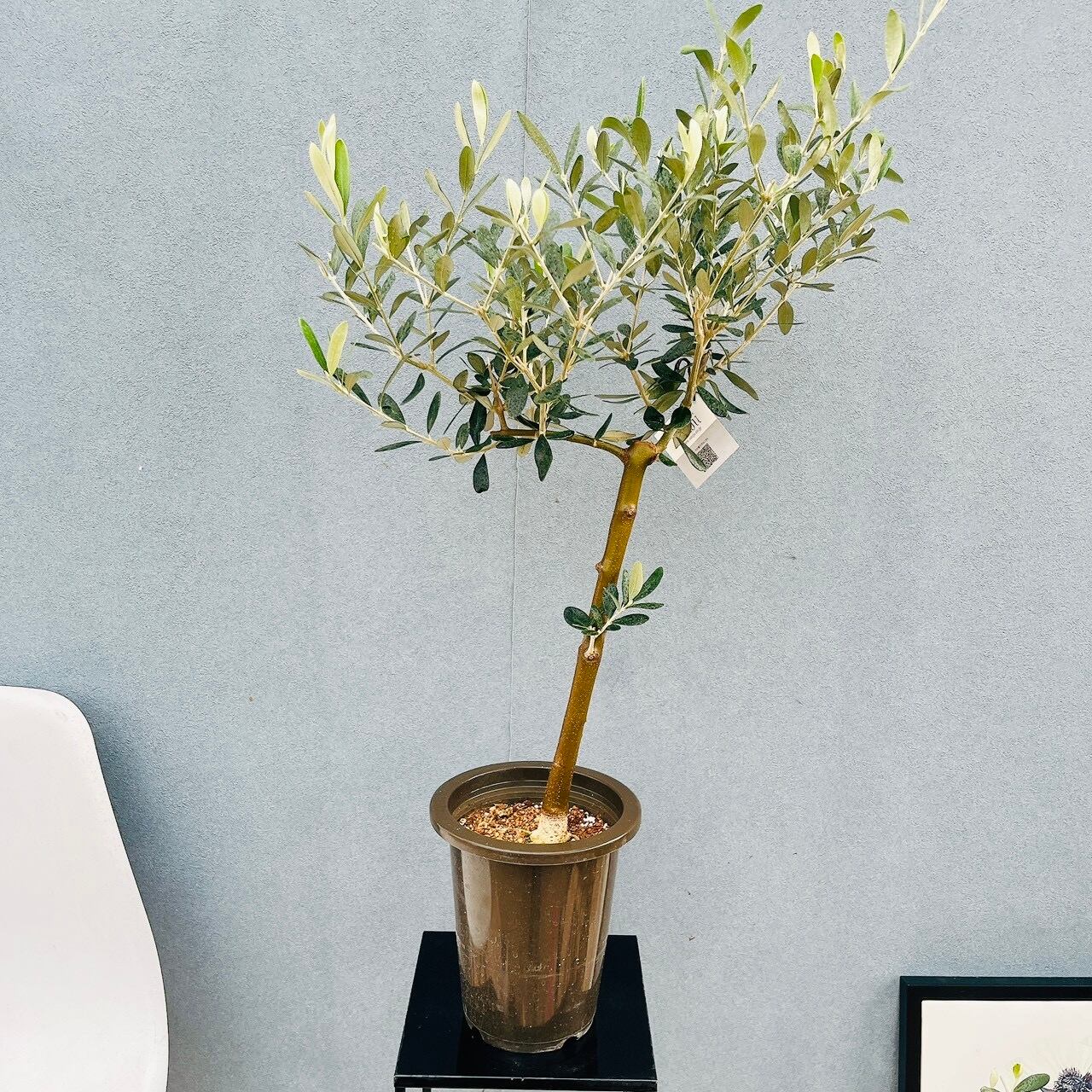 現品］93番 創樹 オリーブ ルッカ 6号 観葉植物 大型 屋外 オリーブの