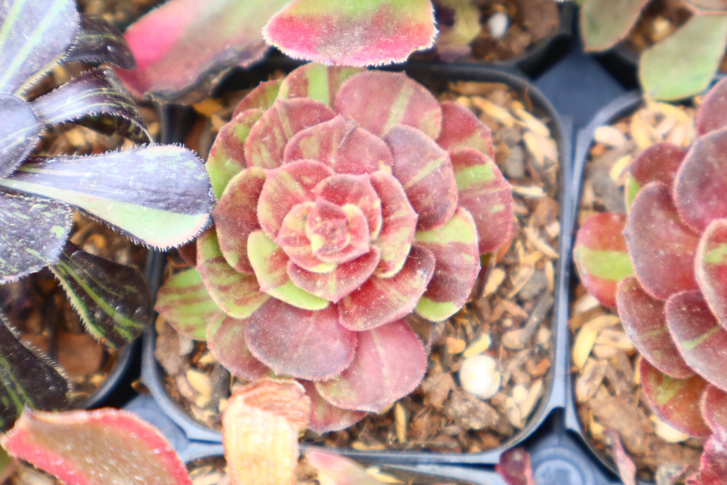 アエオニウム・魅金ローズ錦 約15cm | 二代目大和高原の多肉屋