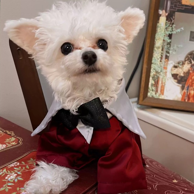 クラシカル蝶ネクタイスーツ♡0159