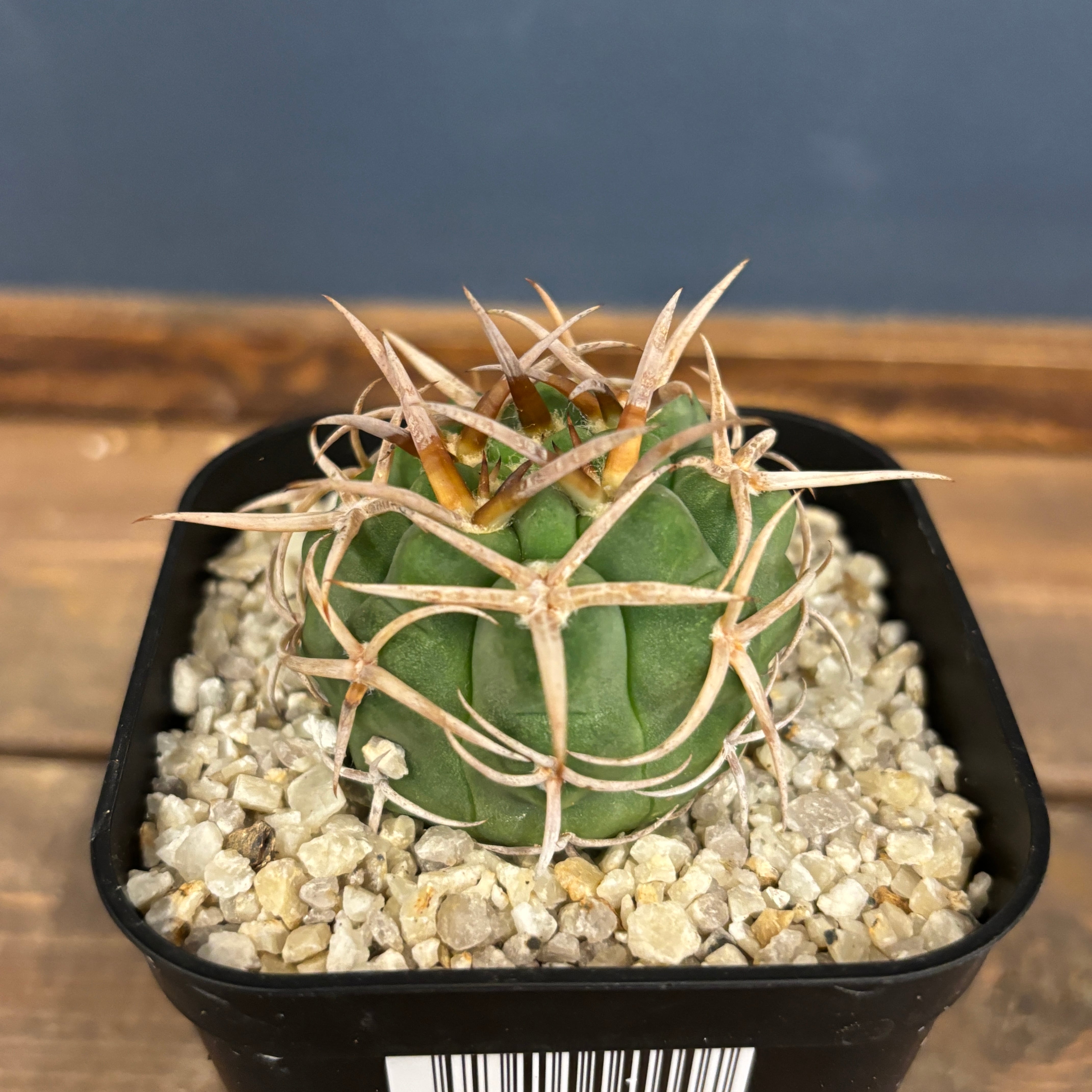 ギムノカリキュウム フェロシオール 大玉 サボテン ギムノカリキュウム フェロシオール【12】 | PROTOLEAF