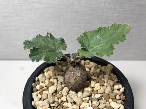 ペラルゴニウム ロバツム