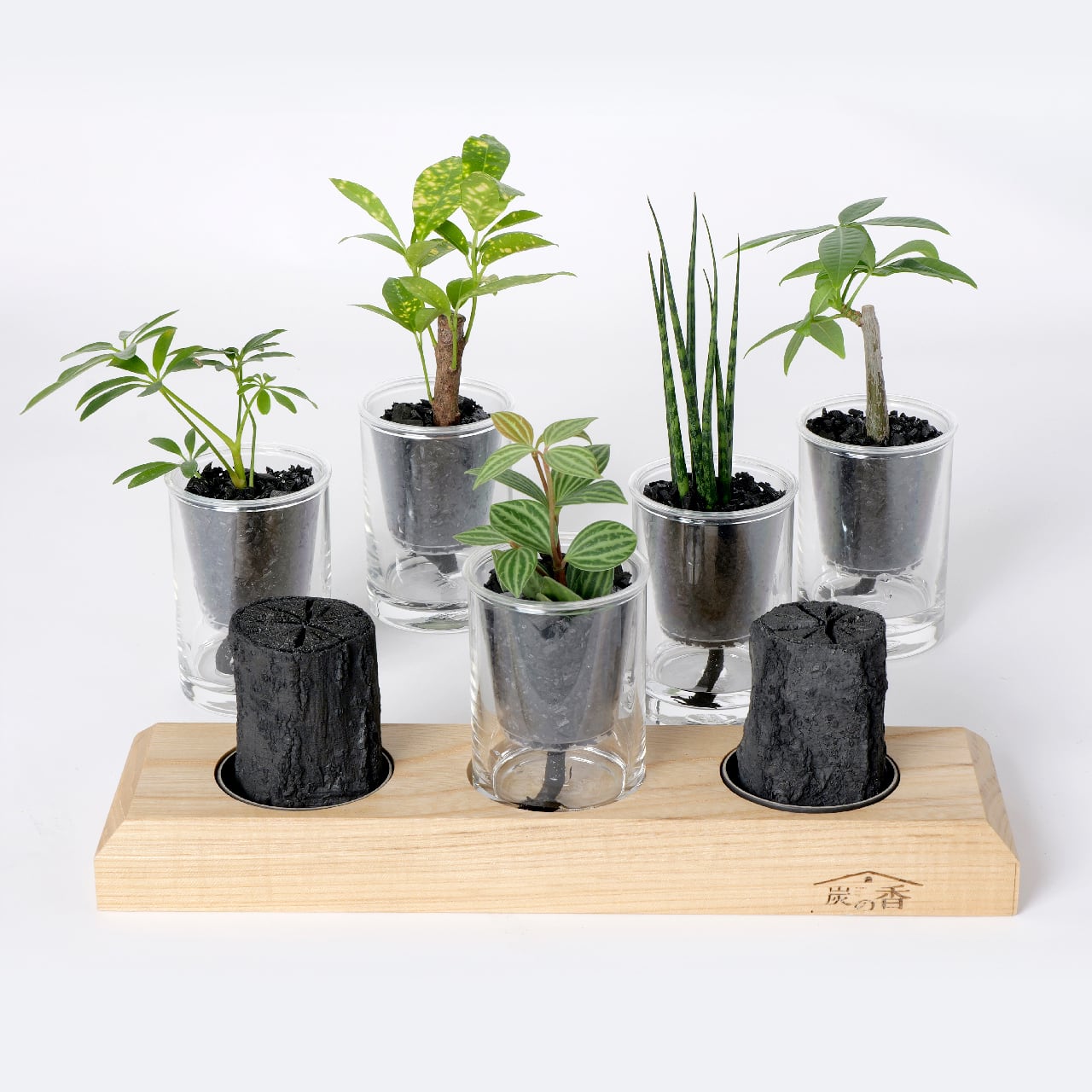炭の樹 2鉢セット | sumino