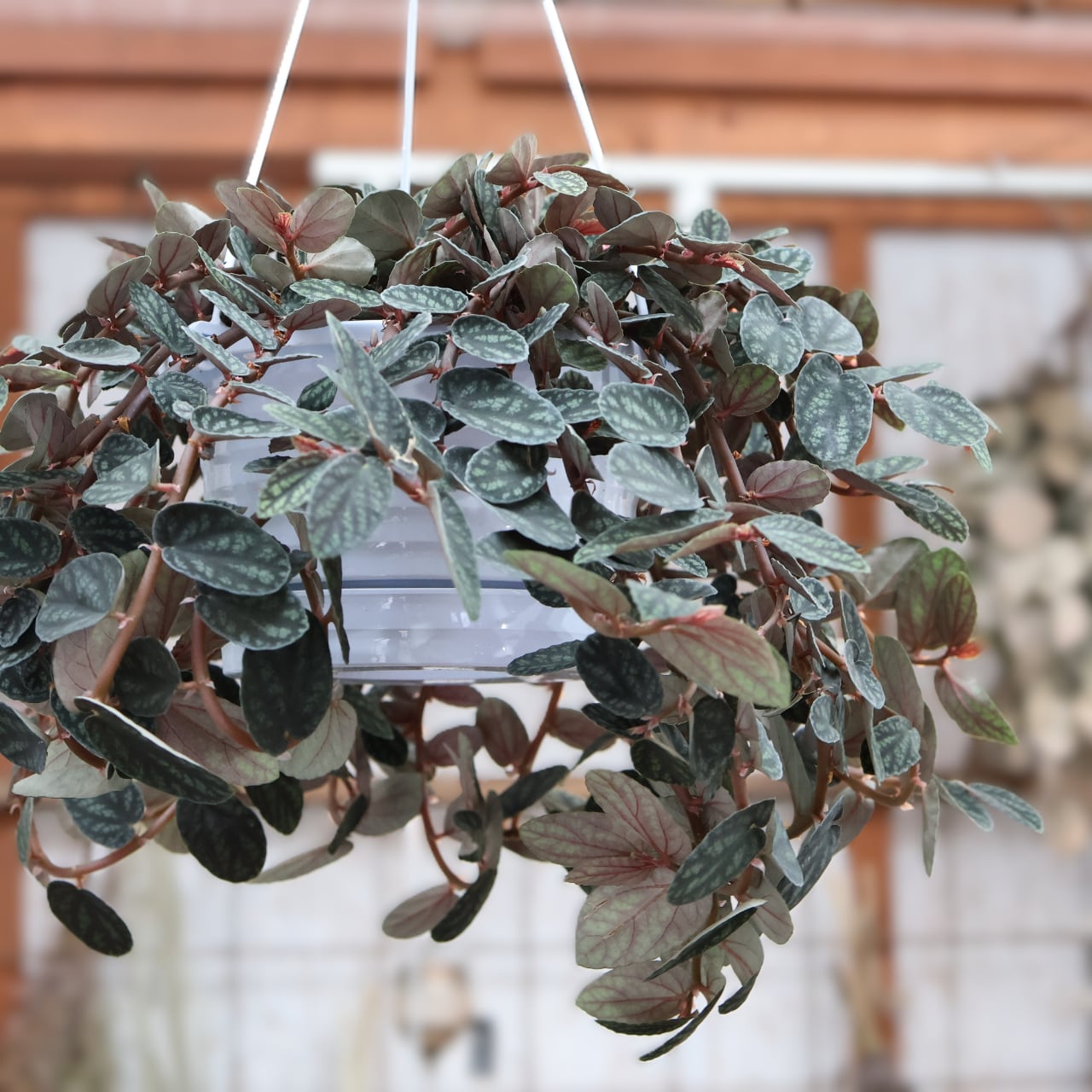 382 神秘的なリーフプランツ『ペリオニア・プルクラ』観葉植物 【送料