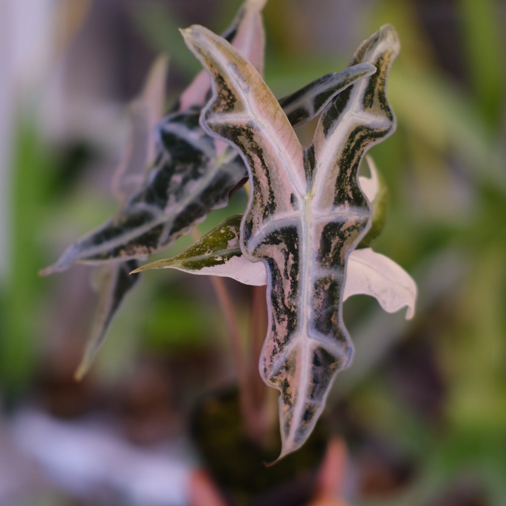 Alocasia Nobillis Pink 
