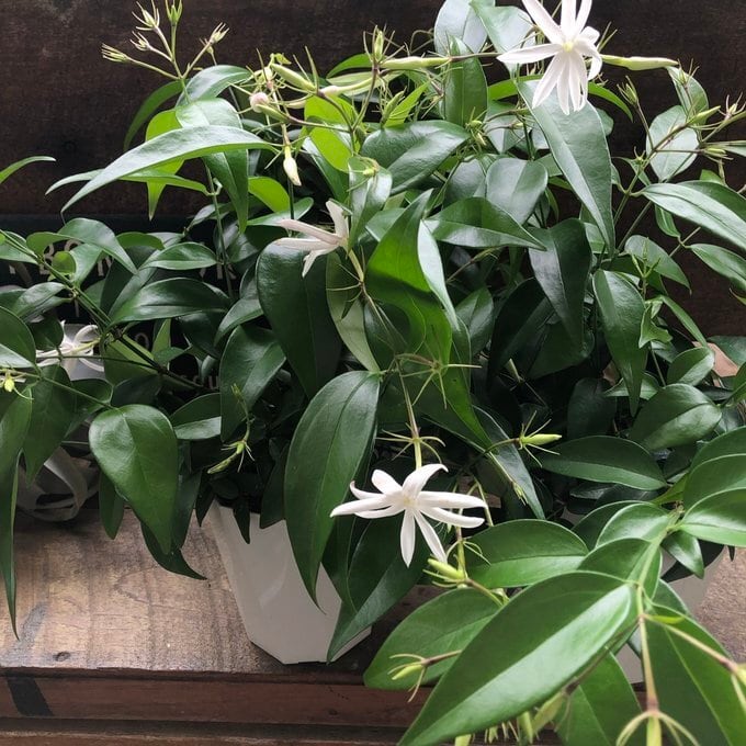 エンジェルウィング ジャスミン 爽やかな香り ガーデニング | 植物の店