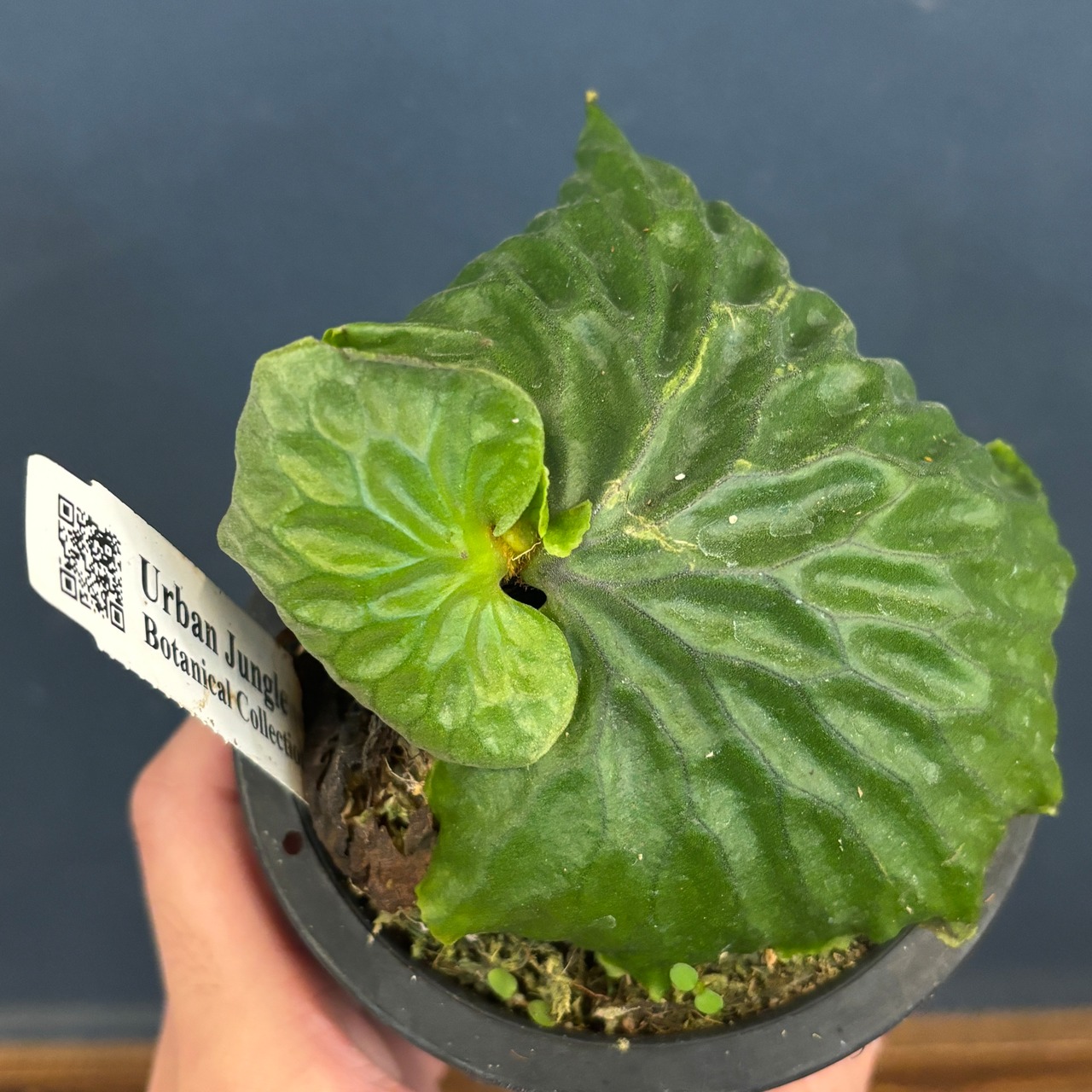 ビカクシダ　マダガスカリエンセ　P.madagascariense【902】