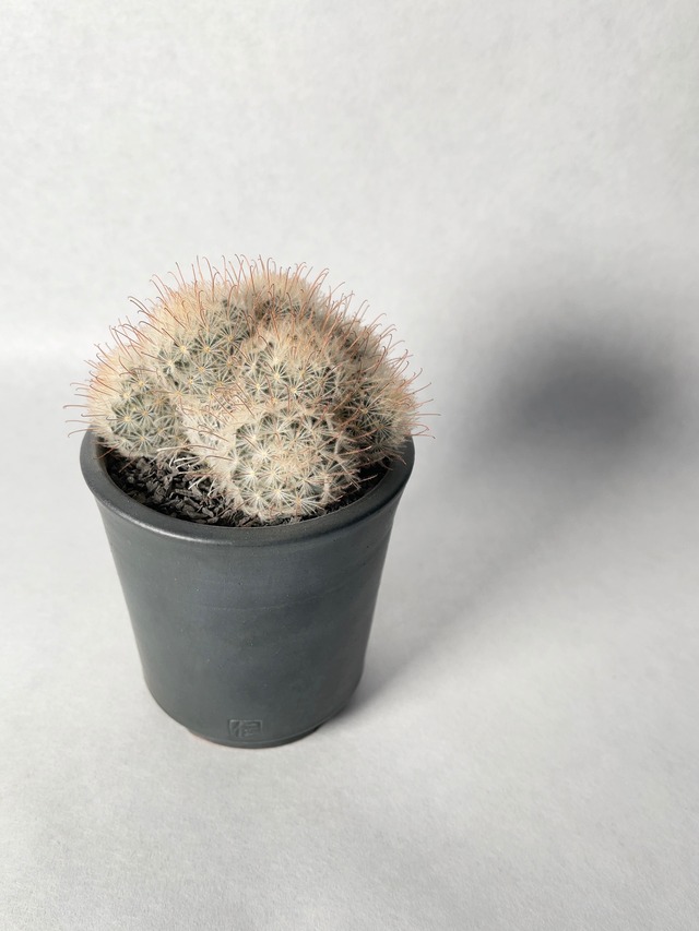 マミラリア・陽炎