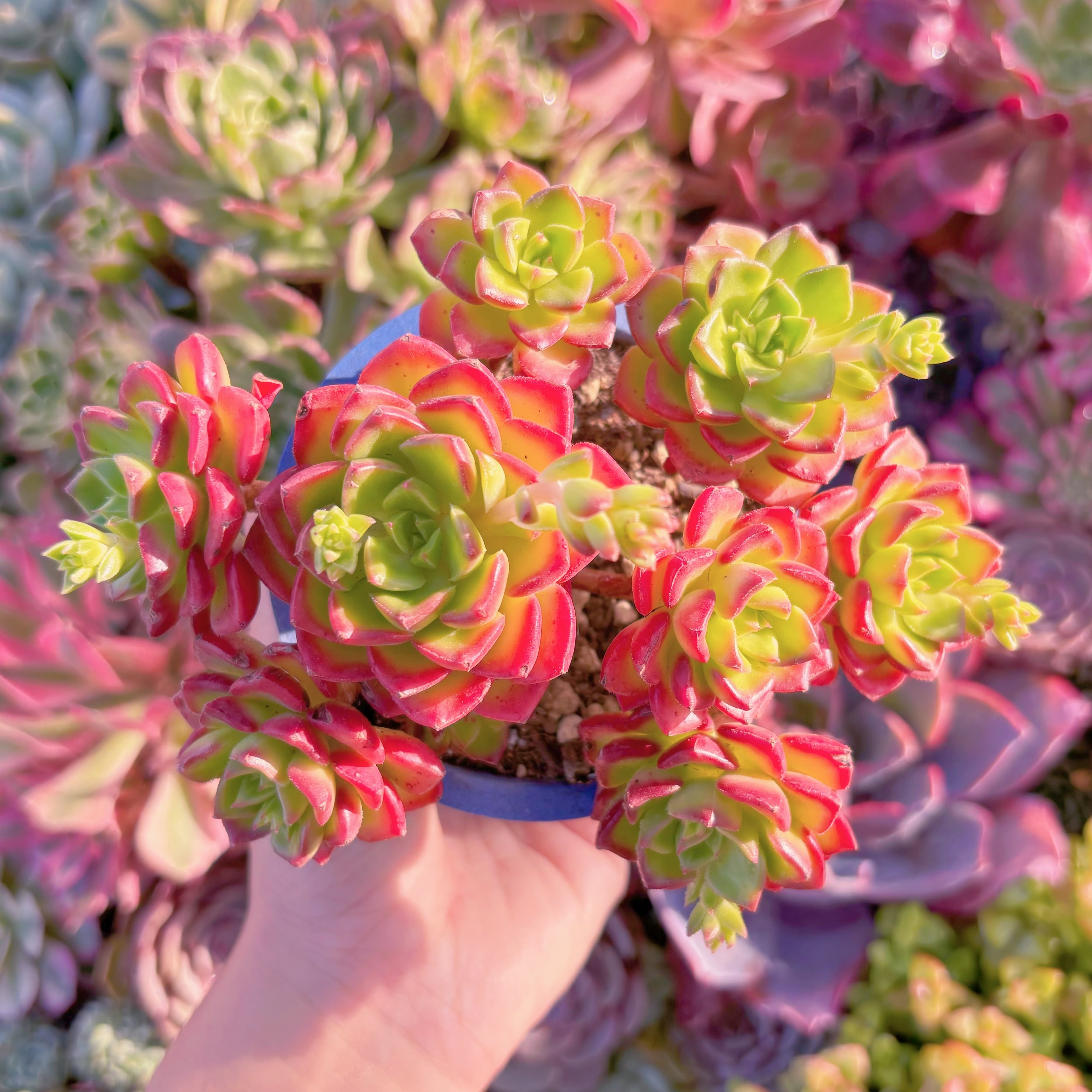 多肉植物　レティジア　群生　在庫僅少　新入荷　るる農園