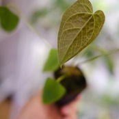 Anthurium Queen of Heart / アンスリウム クイーン オブ ハート⑰ / 観葉植物