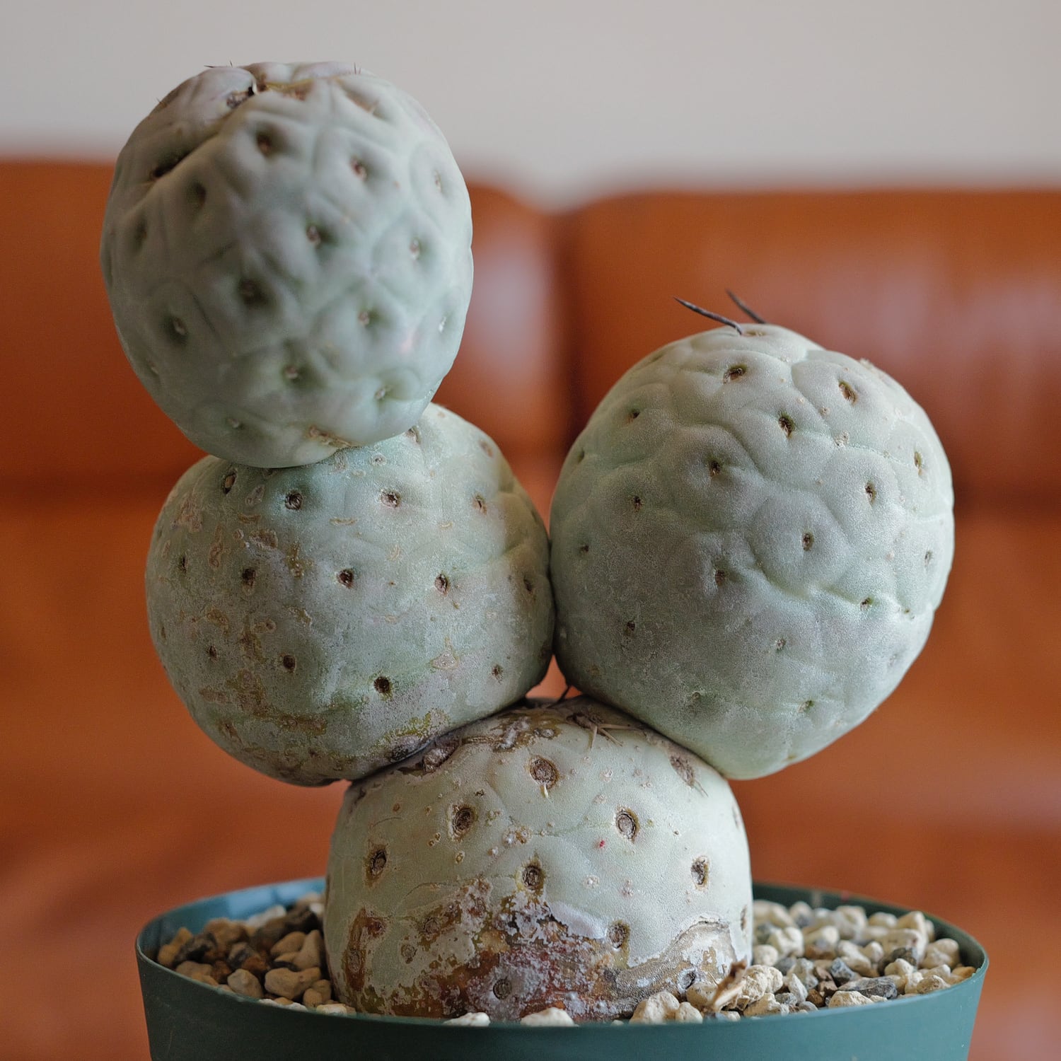 テフロカクタス ゲオメトリクス -Tephrocactus | LIGHTHOUSE.PLANTS