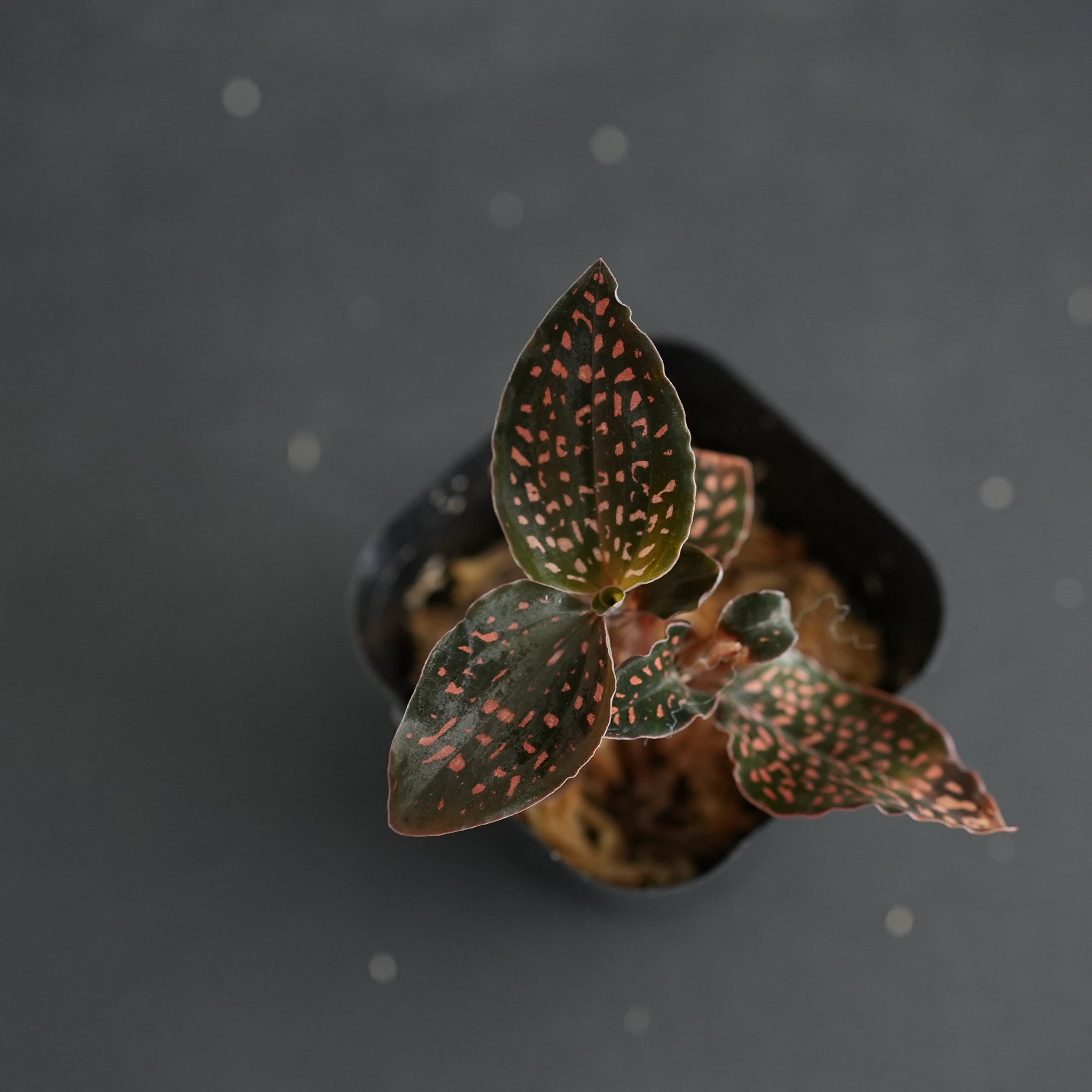 ◇現品◇Microchilus cf. tridax from Ecuador (Invoice)【ジュエル