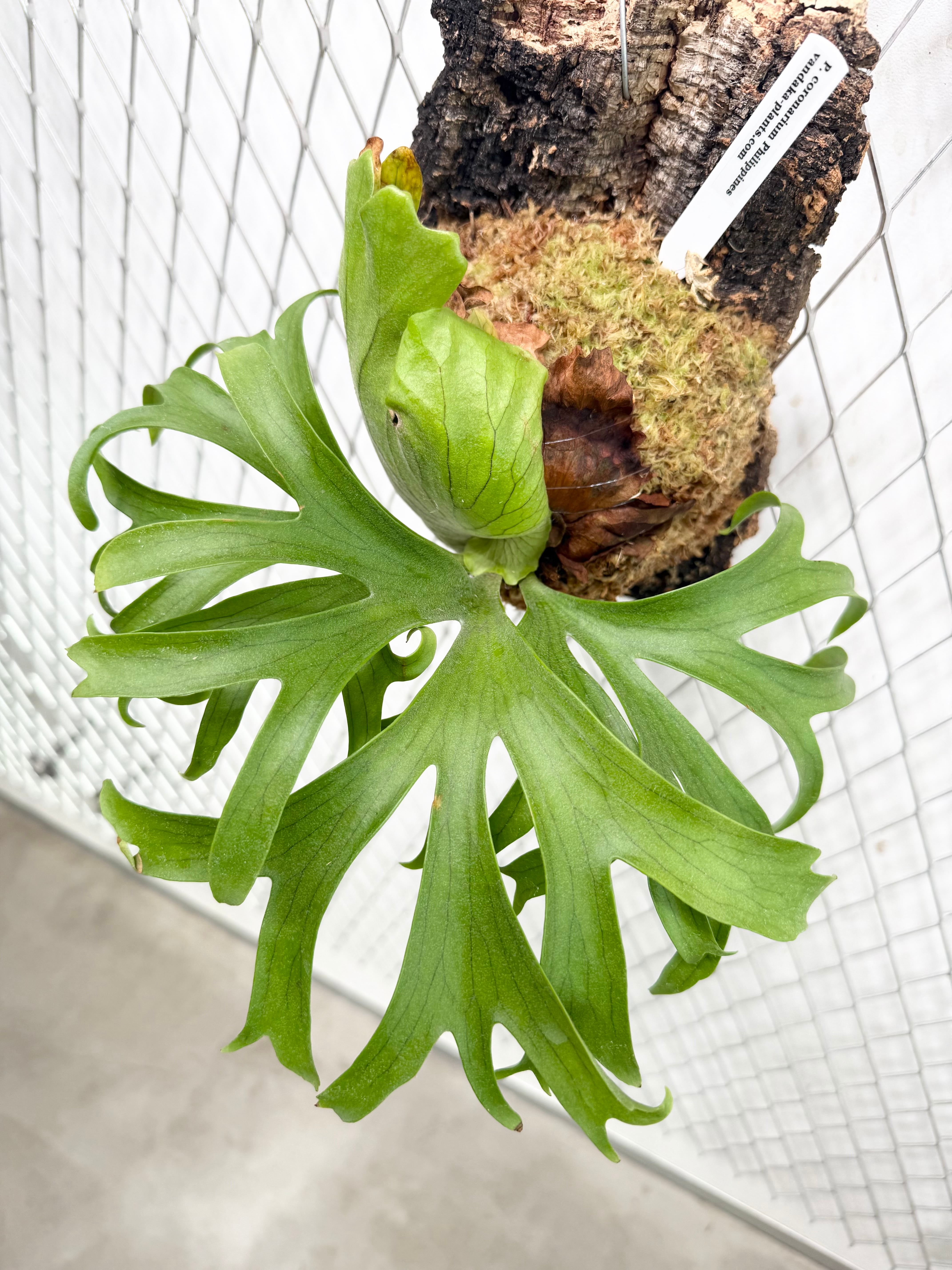 a) P. coronarium Philippines ビカクシダ コロナリウム フィリピネス