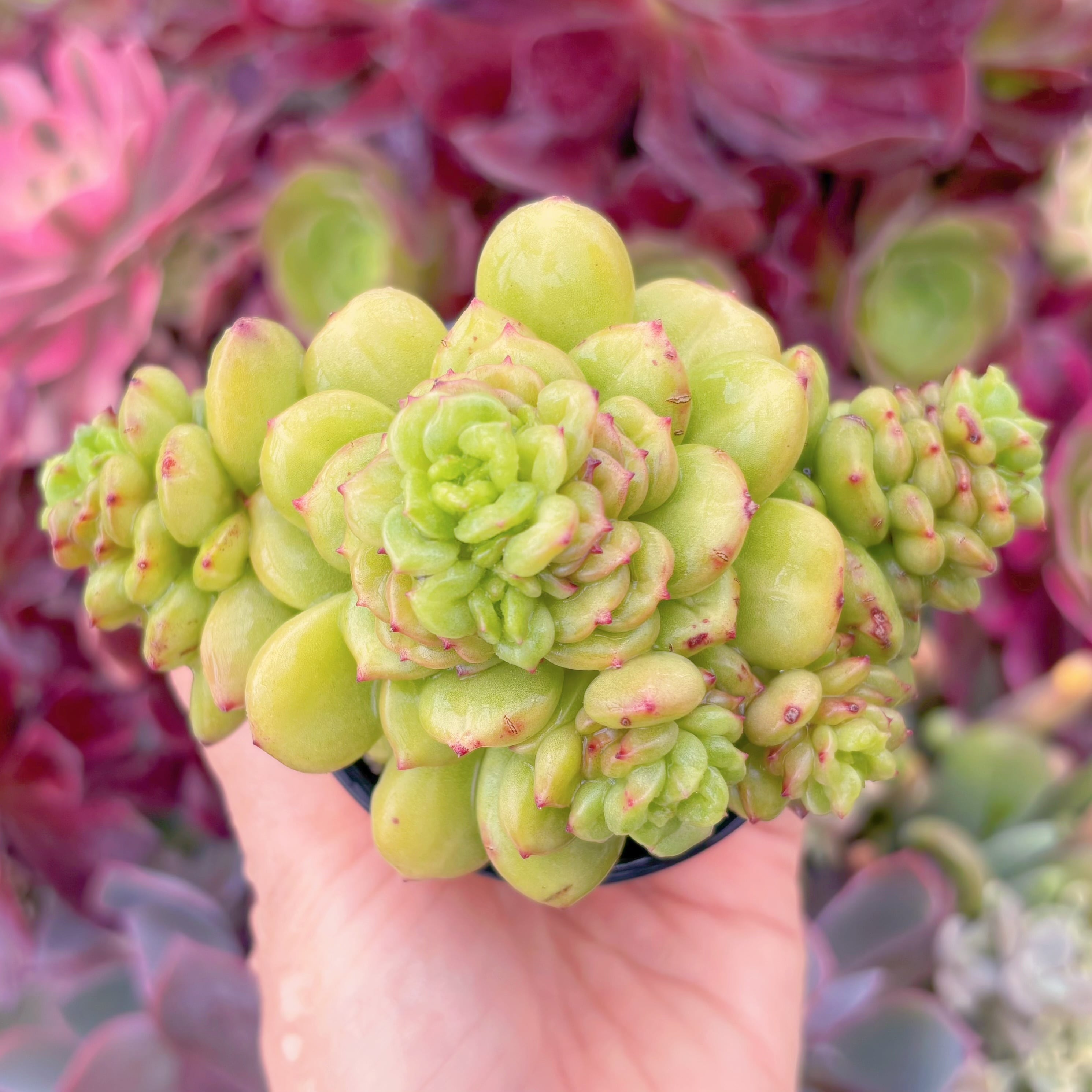 現品　林檎花#1008　るる農園