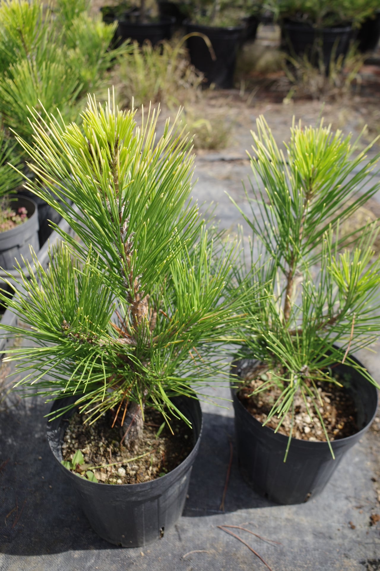 おまとめ3リトルジェム 6ケイパレス おまとめ3リトルジェム 6ケイパレス おまとめ3リトルジェム 6