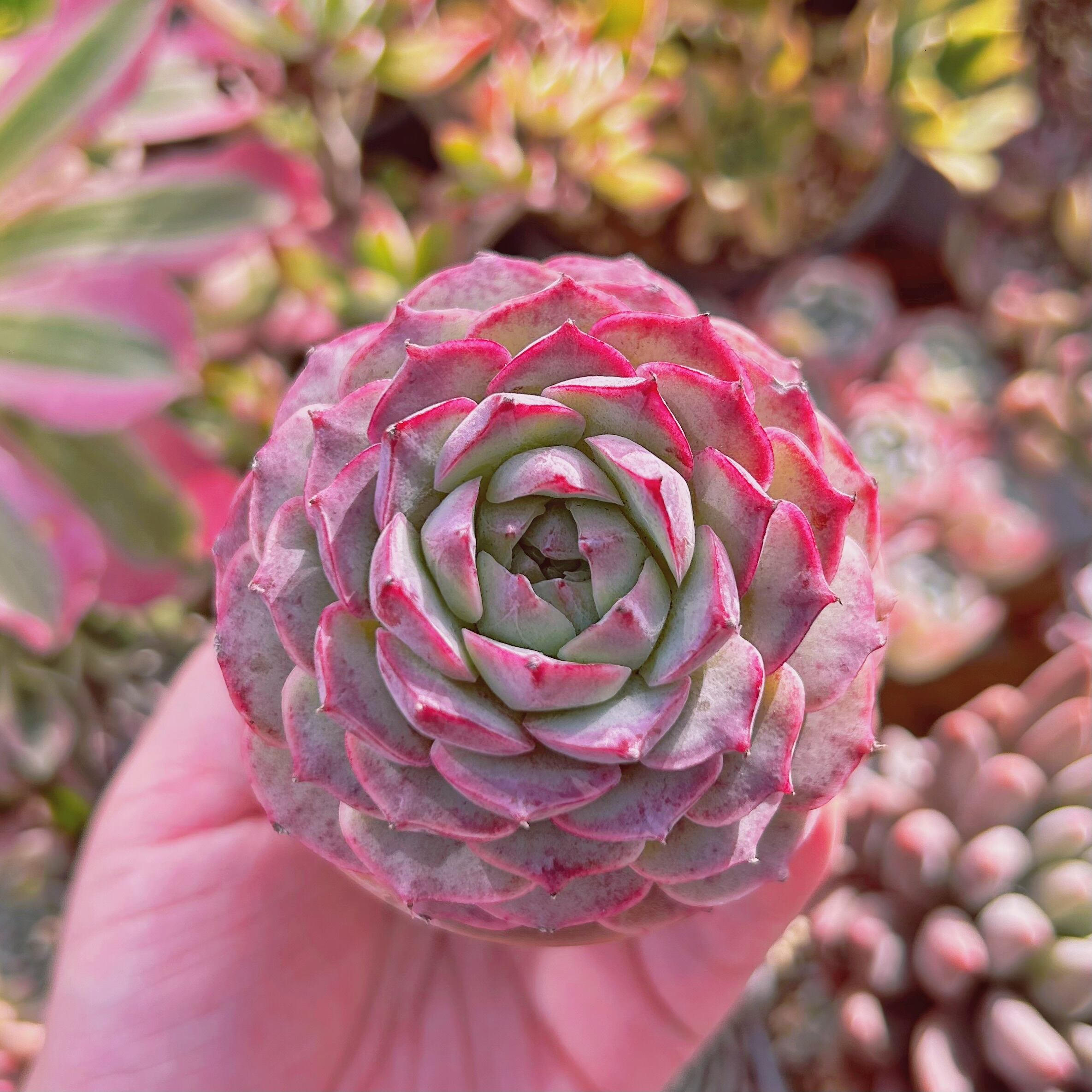 多肉植物　Echeveria  新品種　シャルローズ　大苗