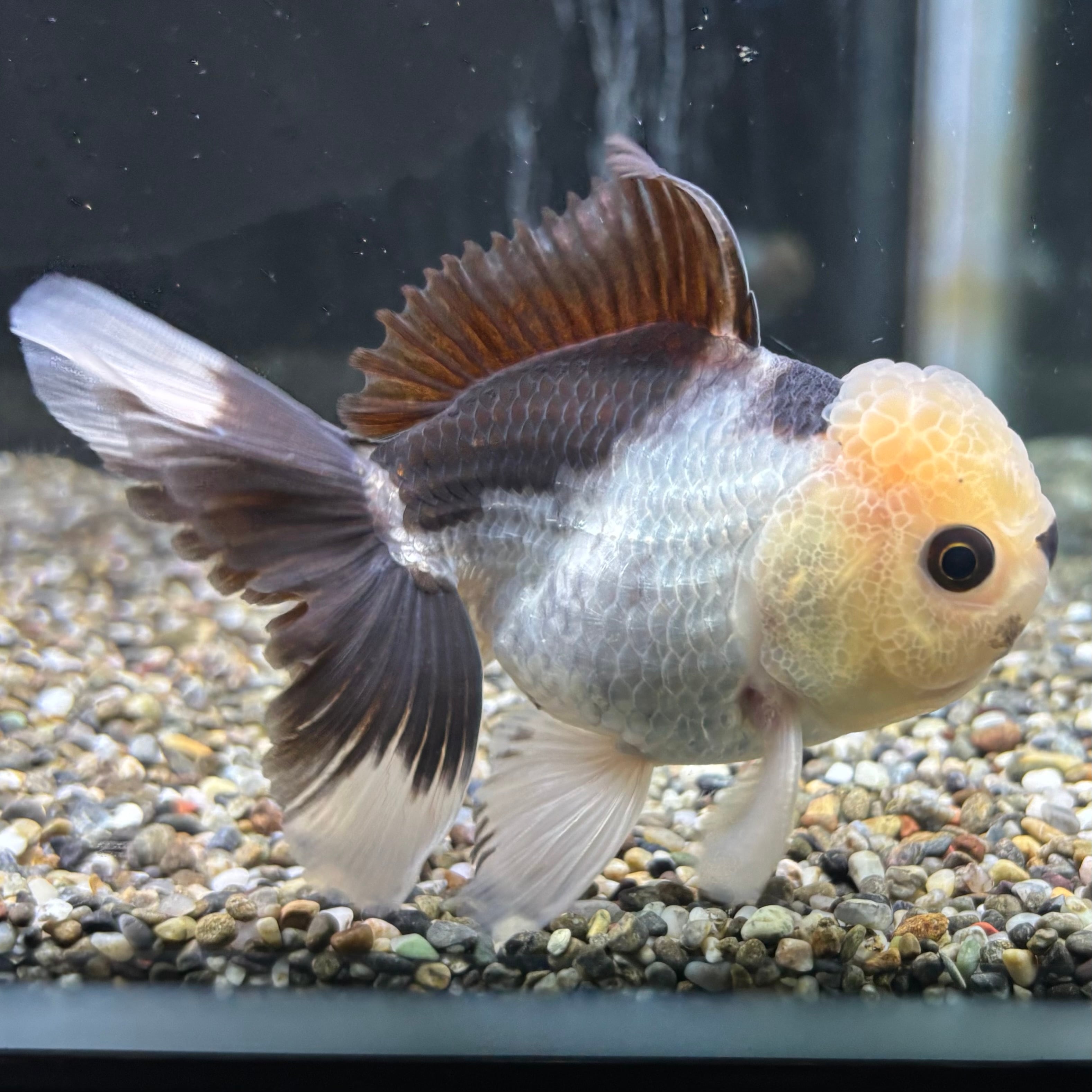 金魚・熱帯魚専門店 AquaPro.H