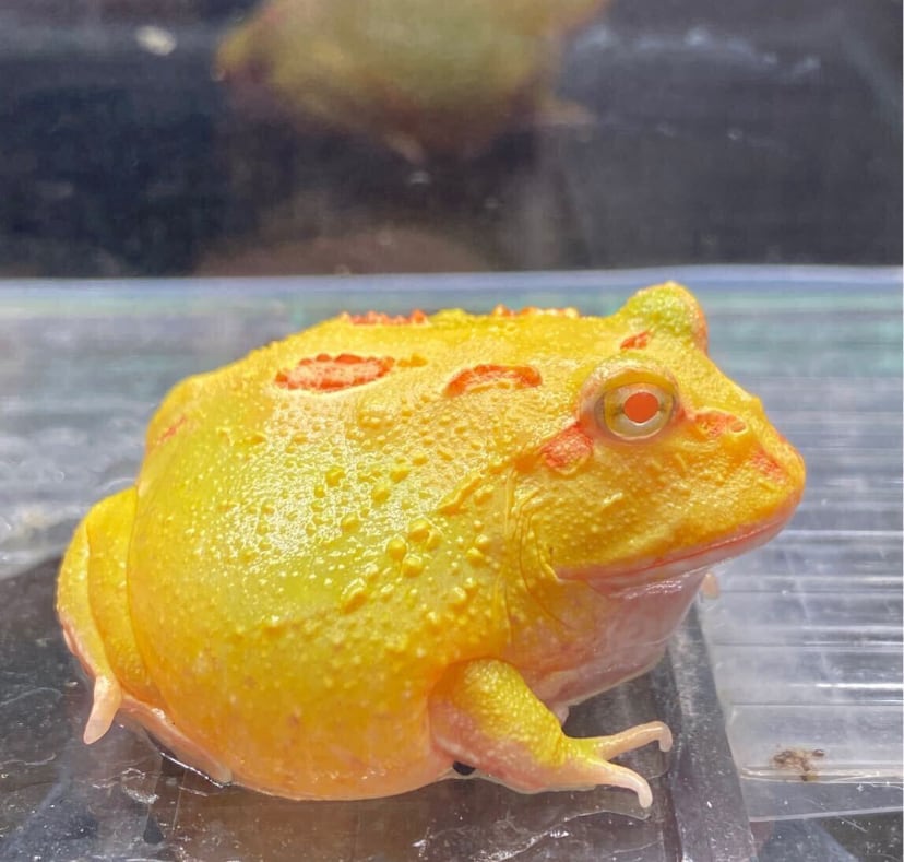 クランウェルツノガエル アルビノ | アクアショップあんじゅ