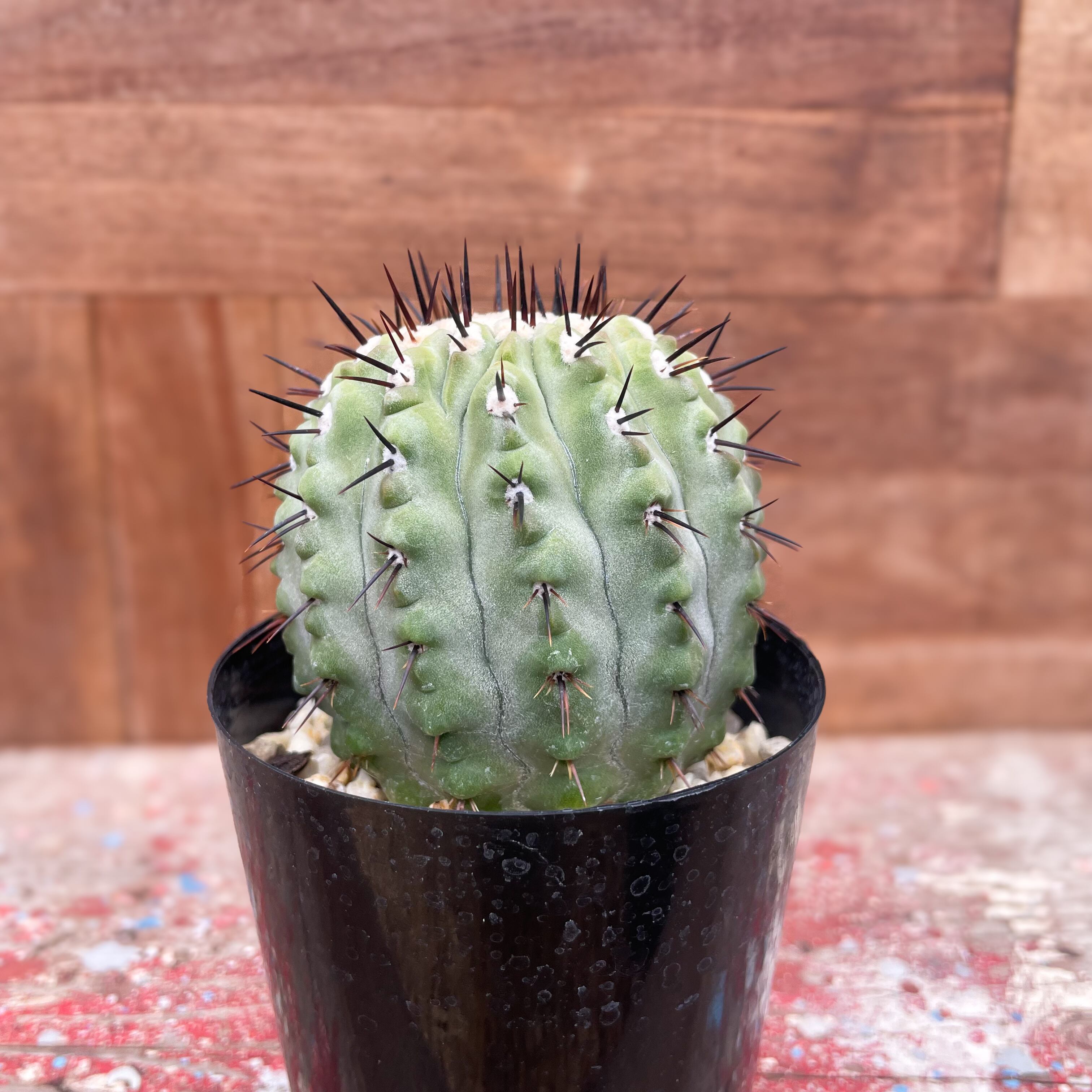 コピアポア コルムナアルバ 孤竜丸 実生 コピアポアコルムナアルバ 孤