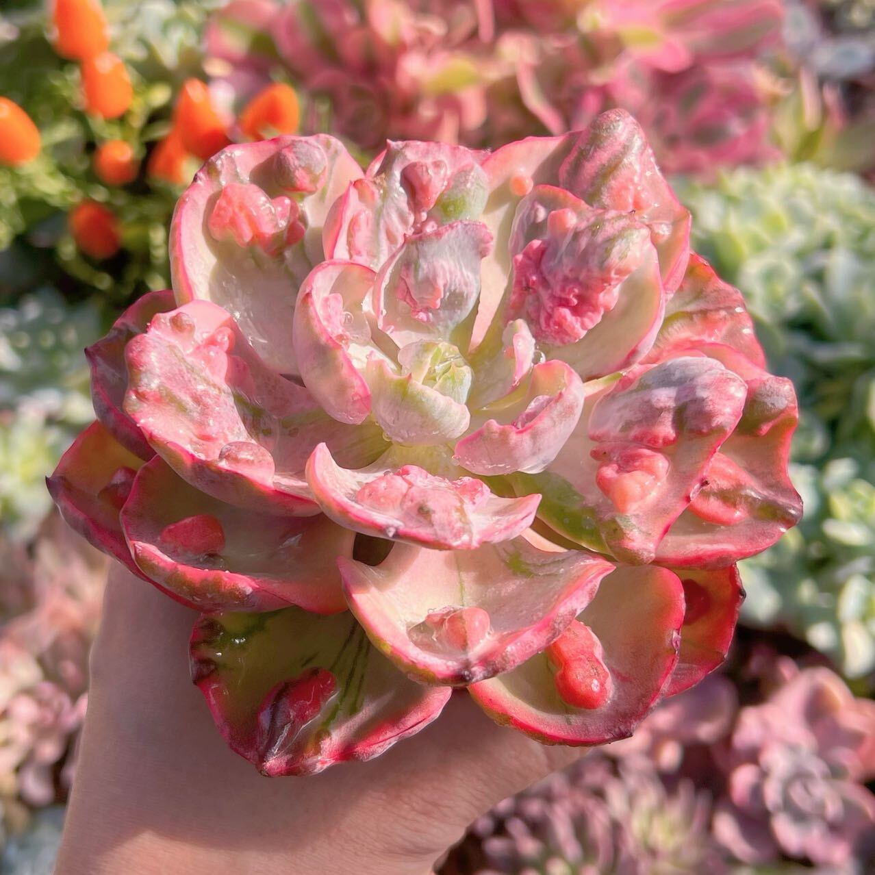 多肉植物 ビヨンセ錦(大) 新入荷 るる農園 | るる農園~多肉植物専門