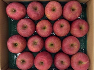 朝日町・和合平産ふじりんご　5kg･16玉