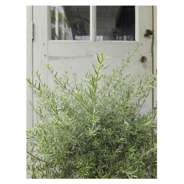 Westringia fruticosa 'Limelight'