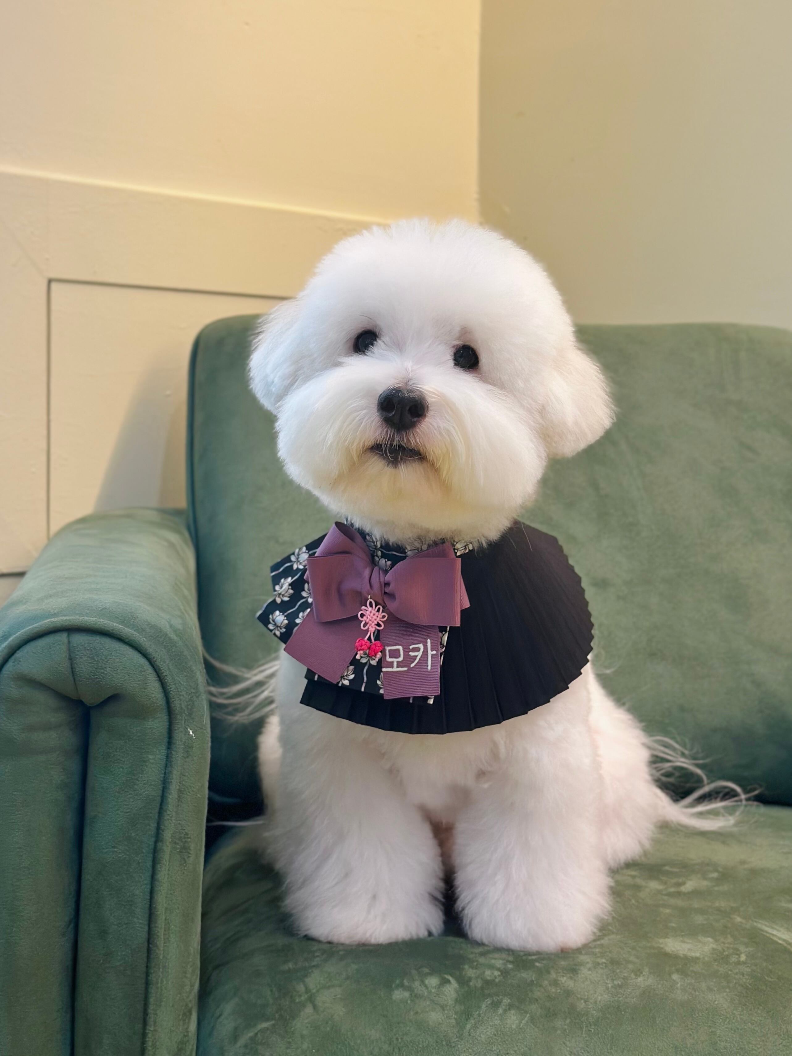 本体＋リボンSET/予約【MR.MOKA】Pleats Accordion Cape (25FW限定)