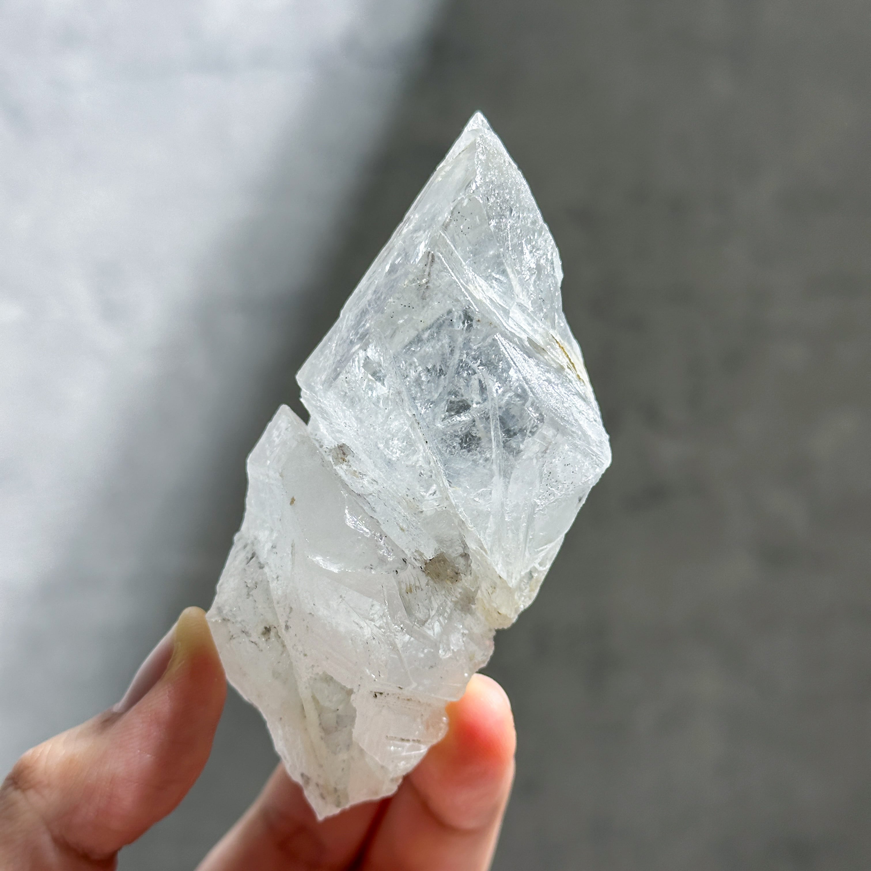 ブラジル ミナスジェライス州産 成長干渉ゴールデンヒーラー 【公式通販】