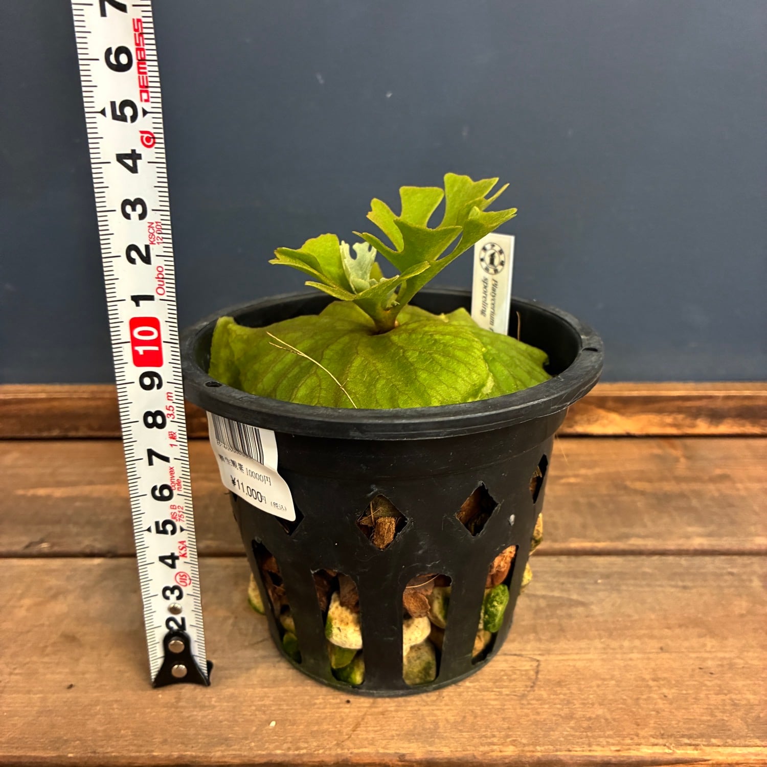新着3日限定10%OFF】【伊藤蟻】ビカクシダ リドレイ優良実生 P.ridleyi