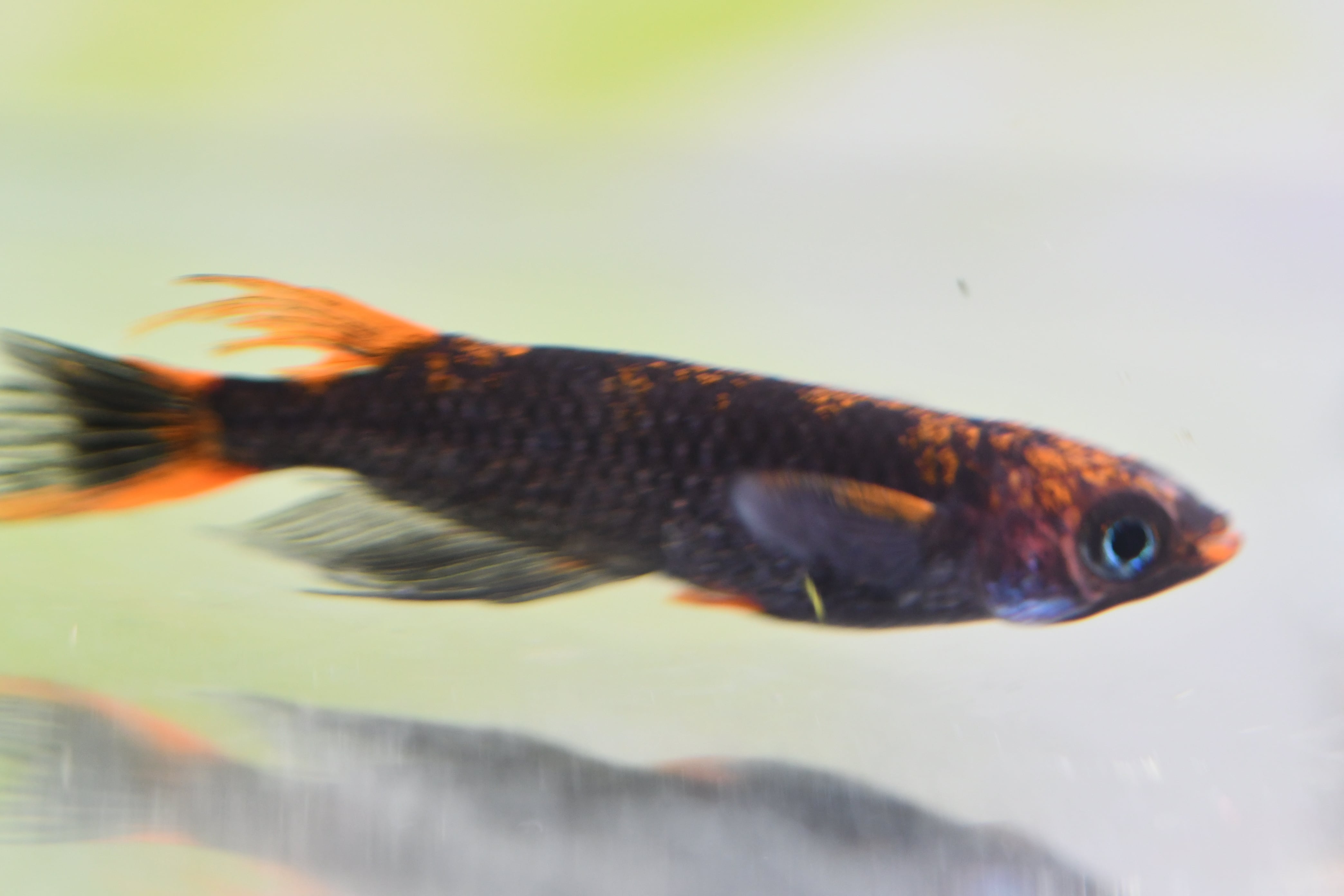 卑弥呼 5重劣勢 1ペア | めだか魂