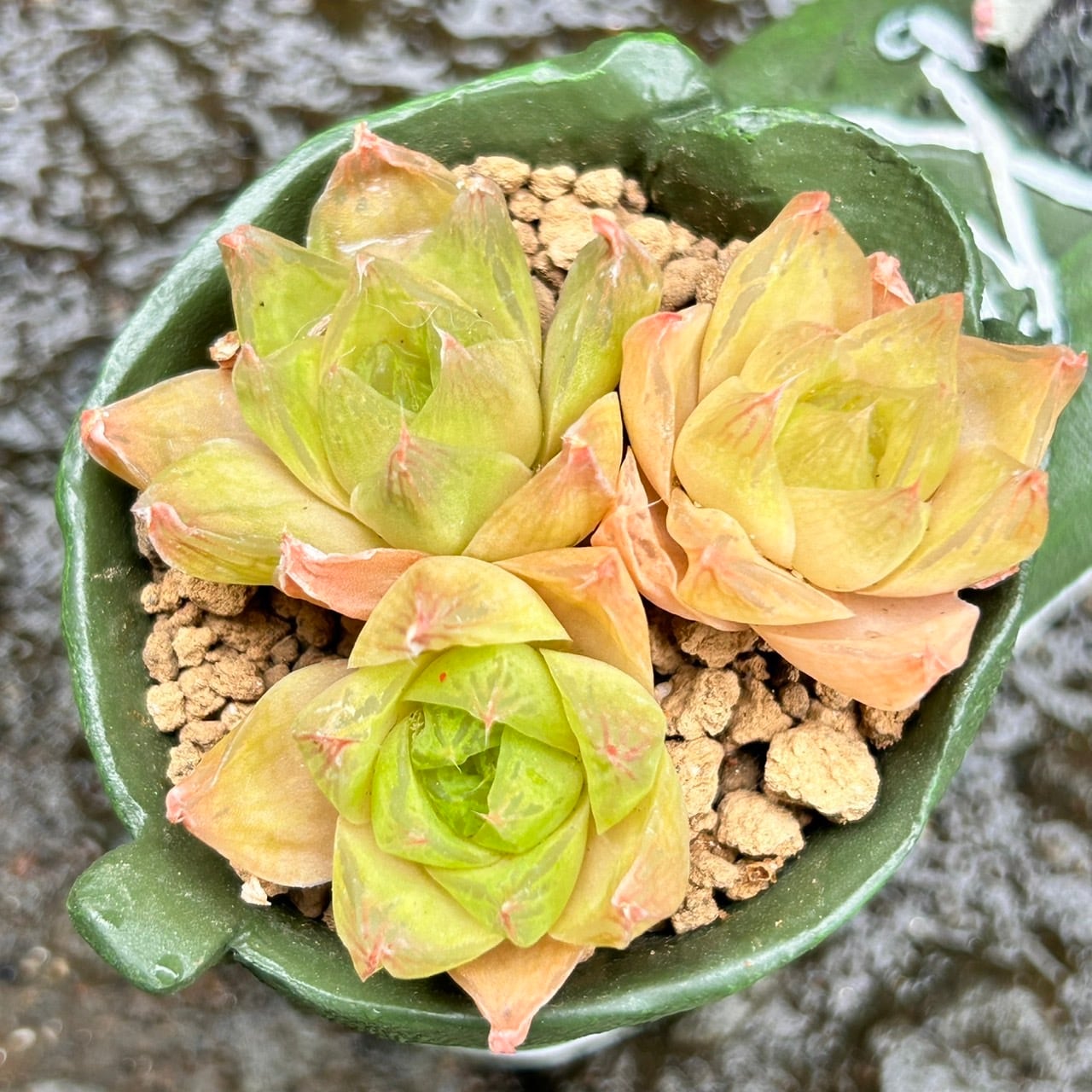 T)ハオルチア入りハリネズミ鉢 | RuPo 多肉植物専門店