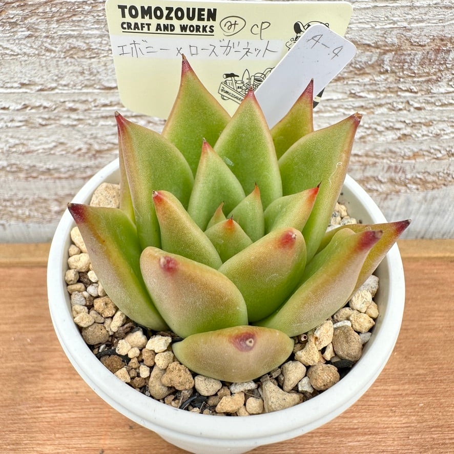 多肉植物 韓国苗 エケベリア プシュケ