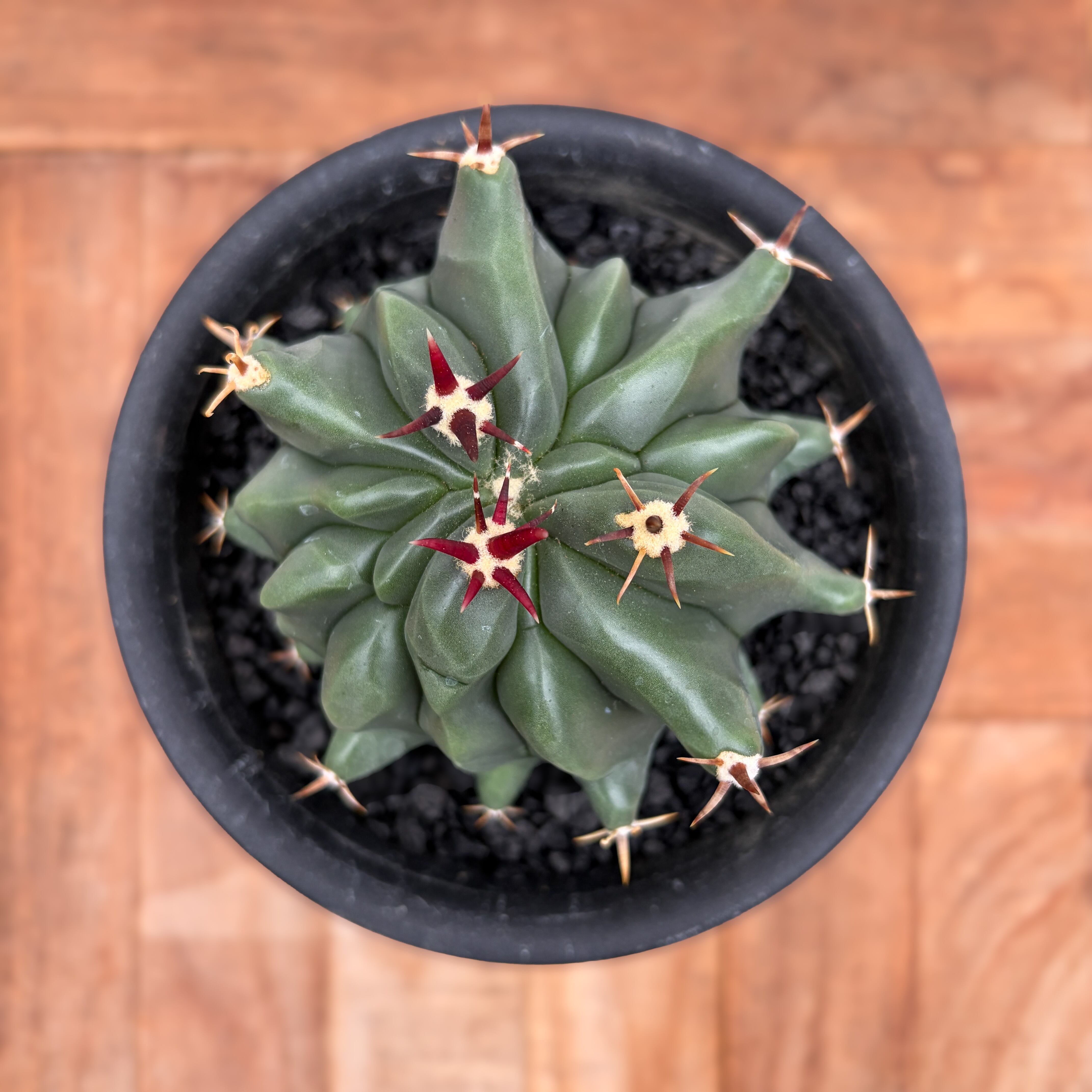 Ferocactus horridus【フェロカクタス・短棘巨鷲玉】 | RIMO'S GREEN